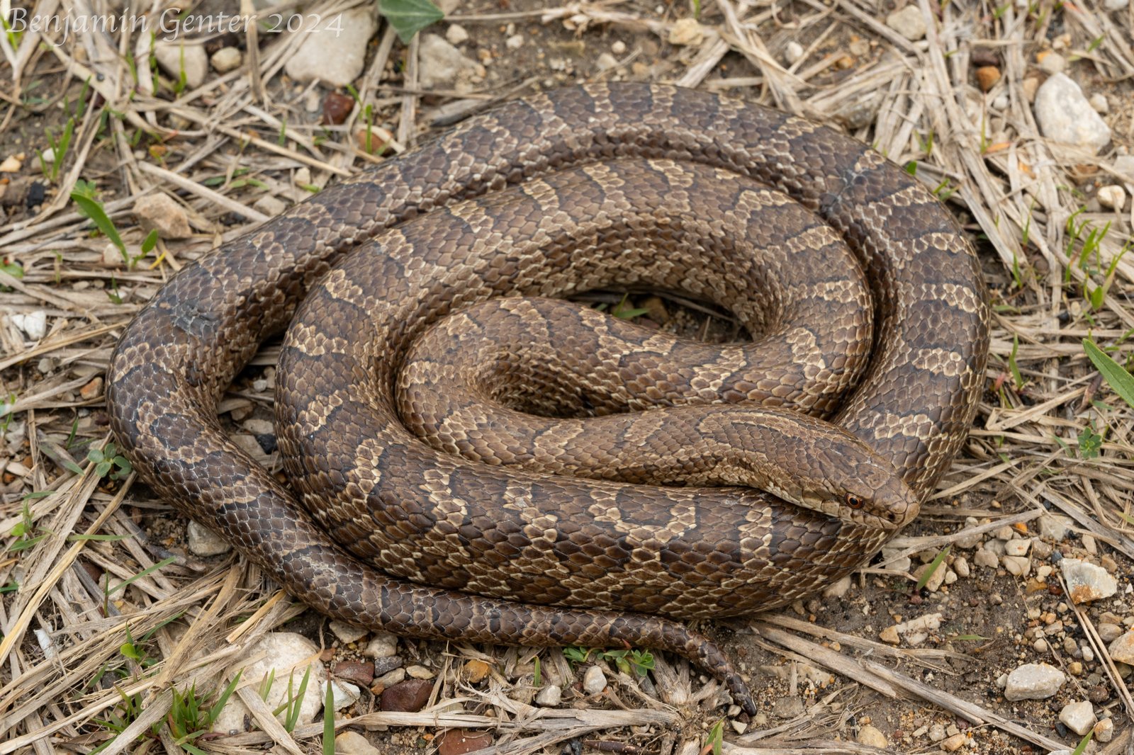 Yellow-bellied kingsnake