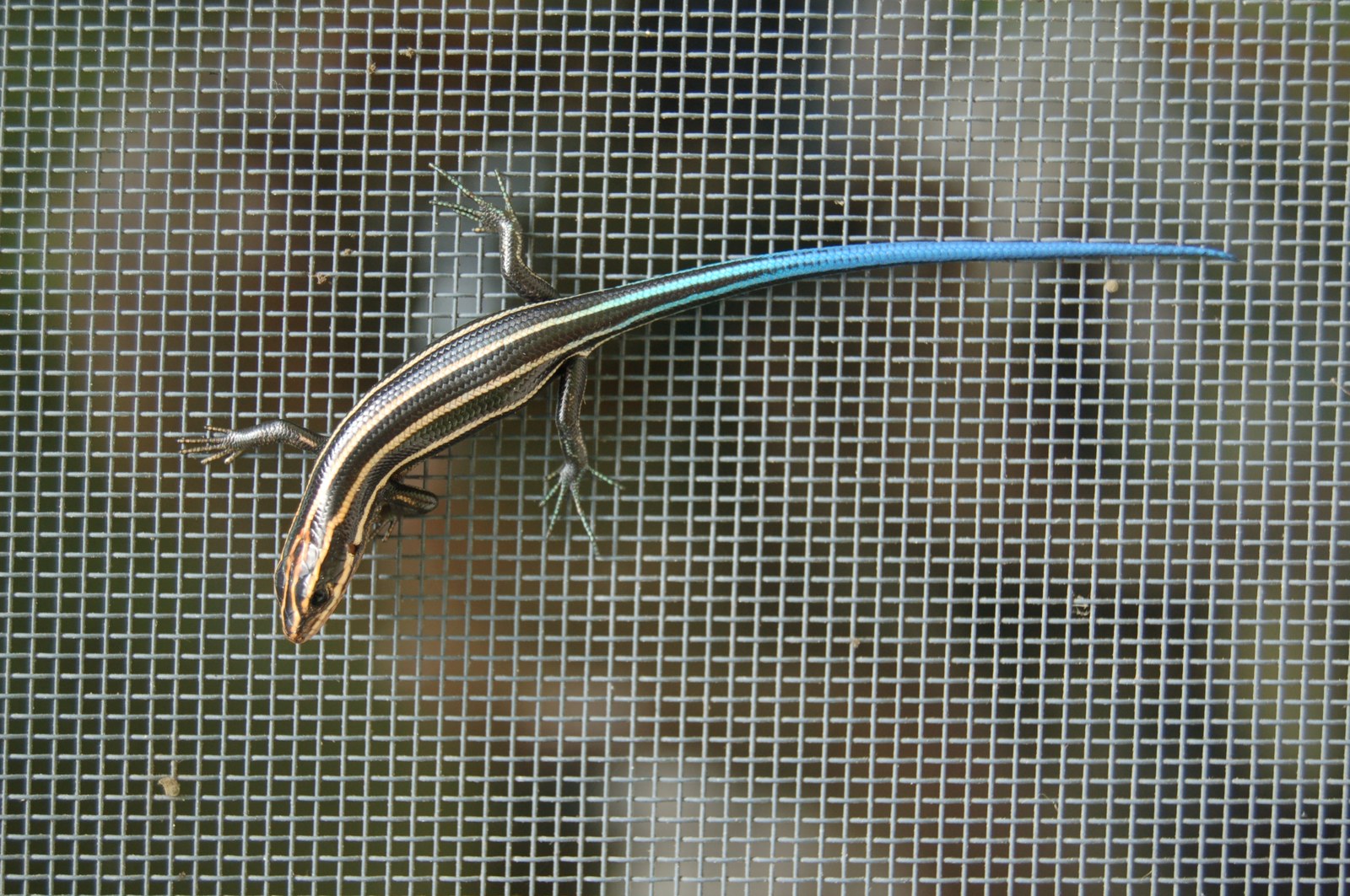 Five-lined skink with blue tail