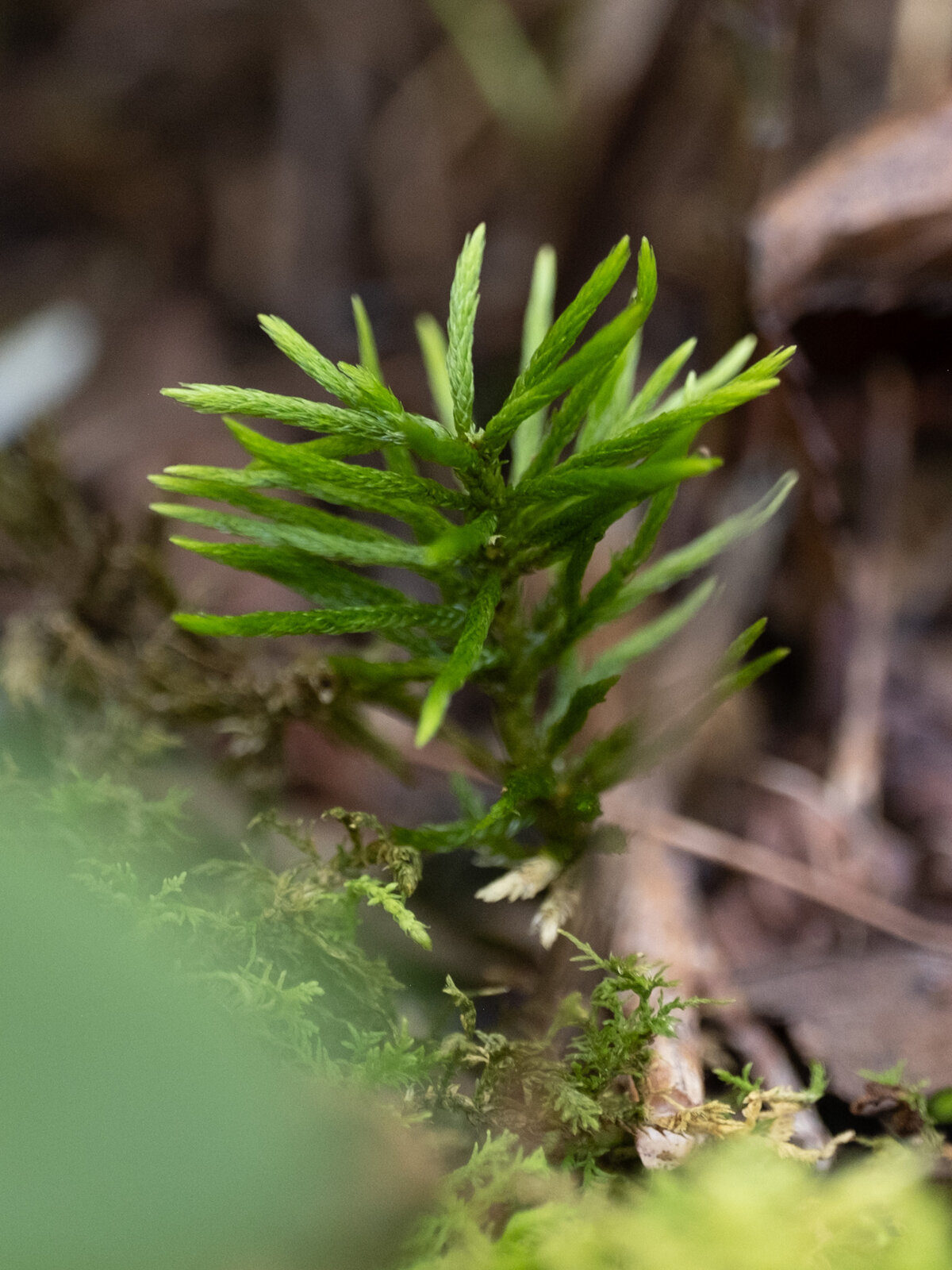 American tree moss with tree-shaped upright shoots on a stream bank