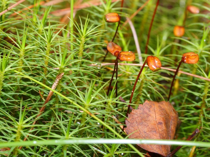 Common haircap moss with tall green shoots and pointed leaves