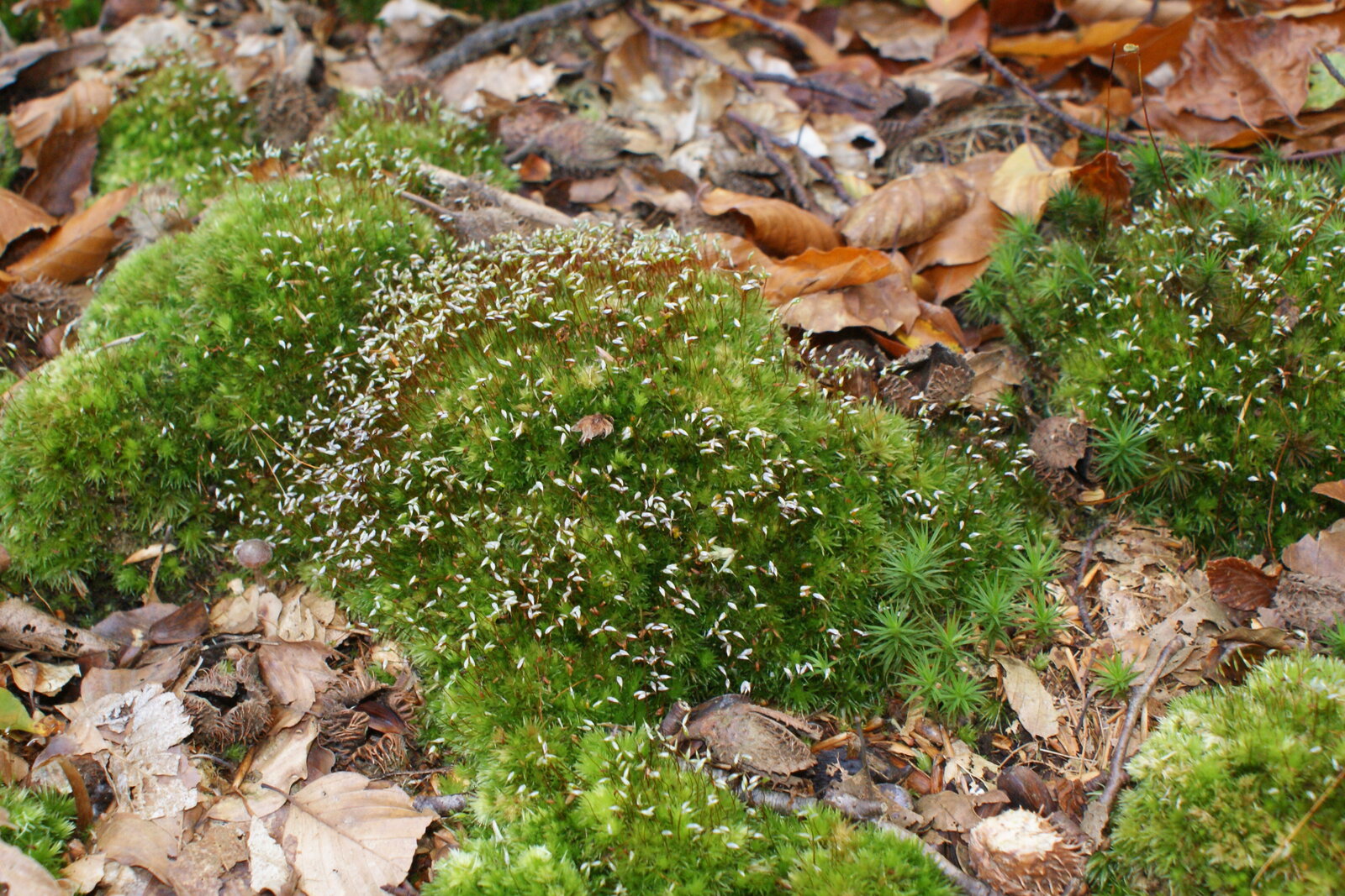 Pincushion moss with rounded whitish-green cushions on a forest floor