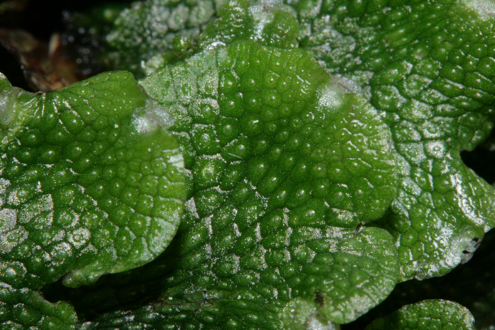 Snakeskin liverwort with broad green thallus showing snakeskin-like surface pattern