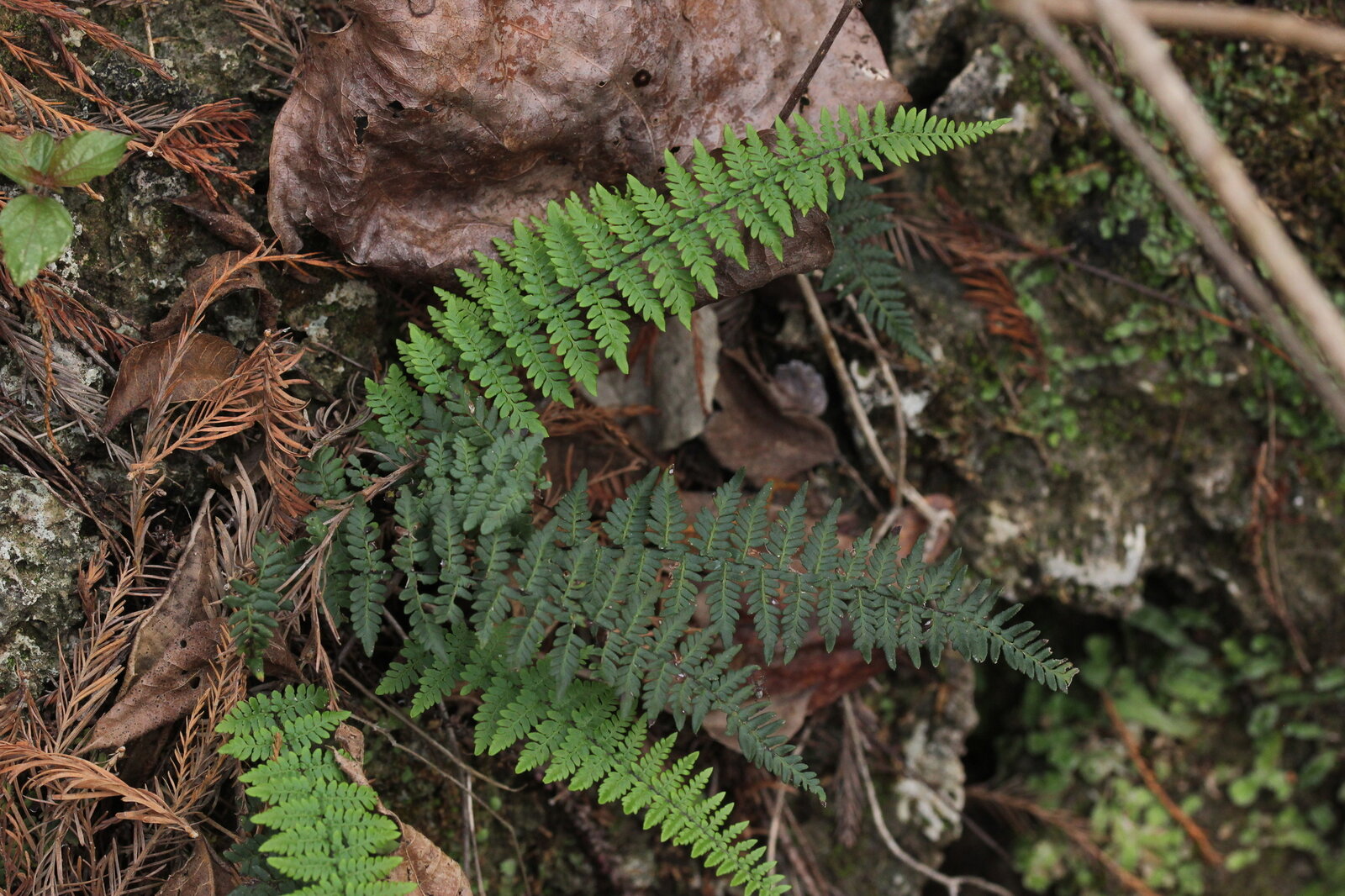 Alabama lip fern with finely divided green frond