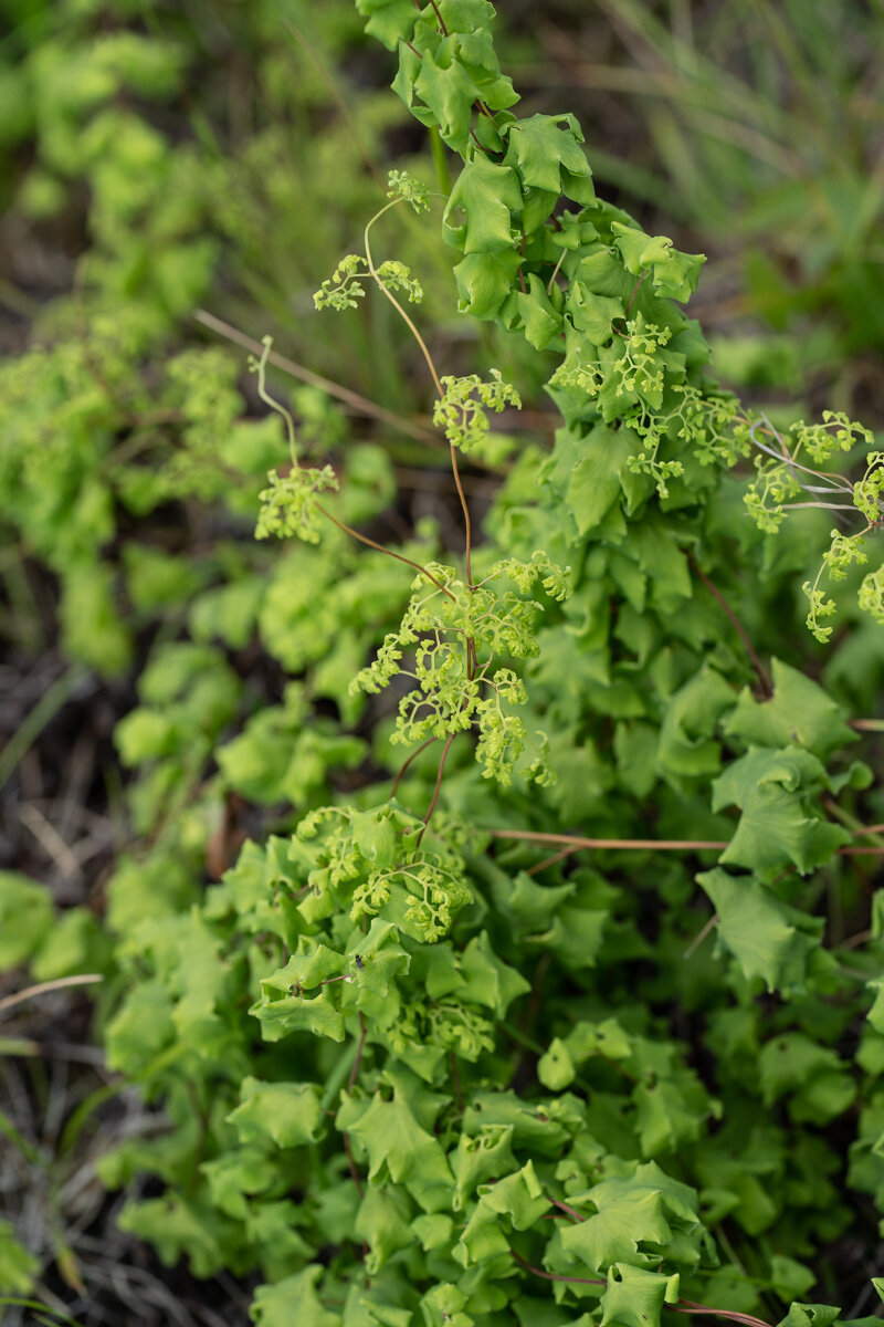 American climbing fern with palmate pinnae winding up a shrub