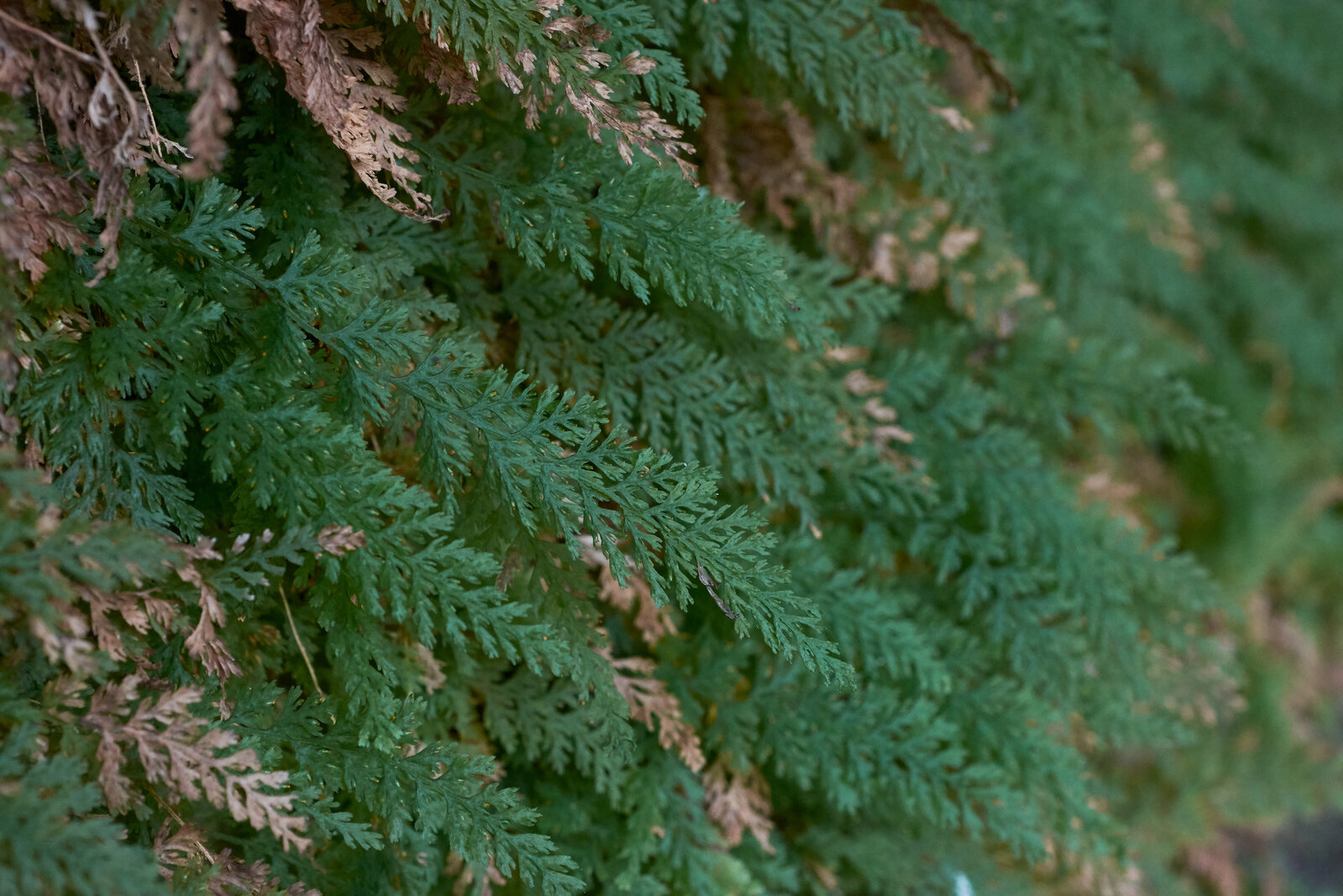 Appalachian bristle fern colony on a damp shaded rock face