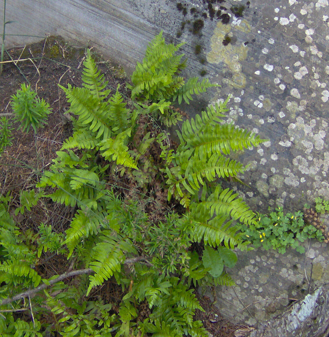 Appalachian polypody on a mossy rock