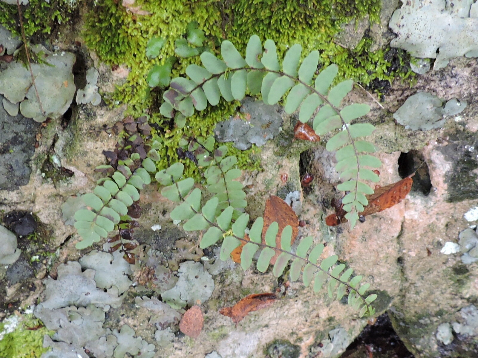 Black-stem spleenwort with very dark stipe and pinnatifid frond