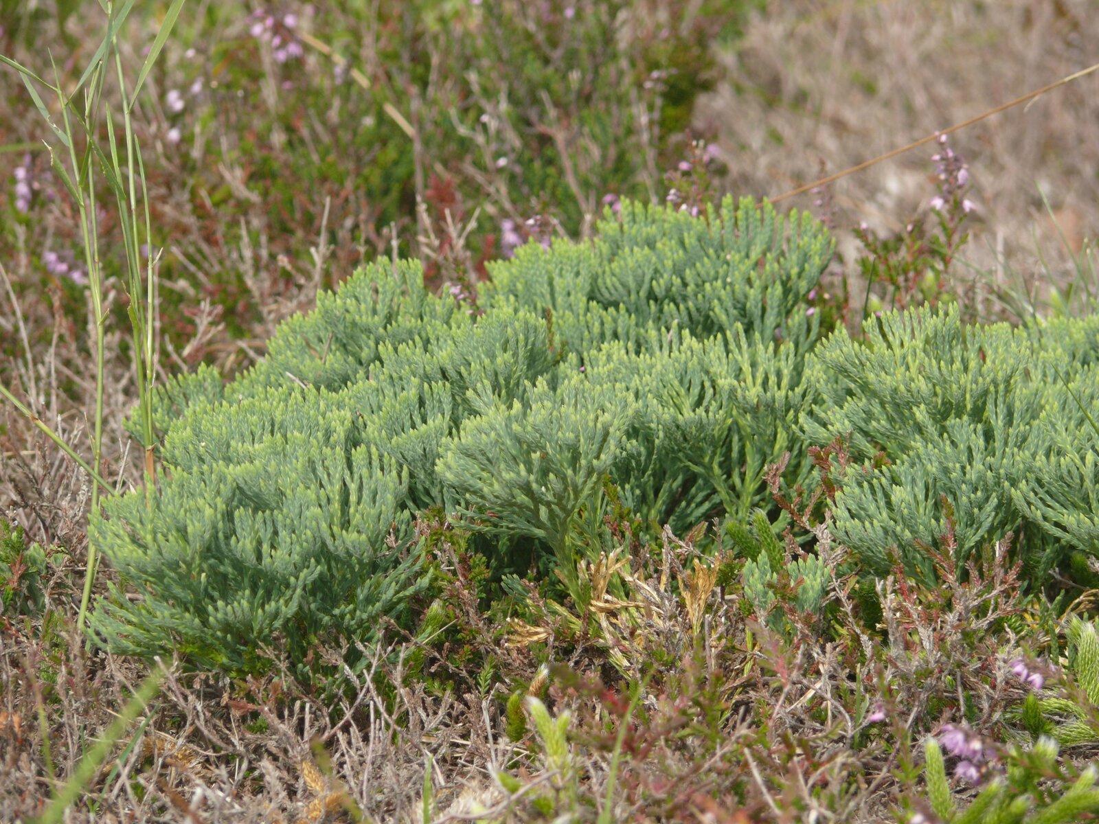 Blue ground cedar with glaucous blue-green shoots