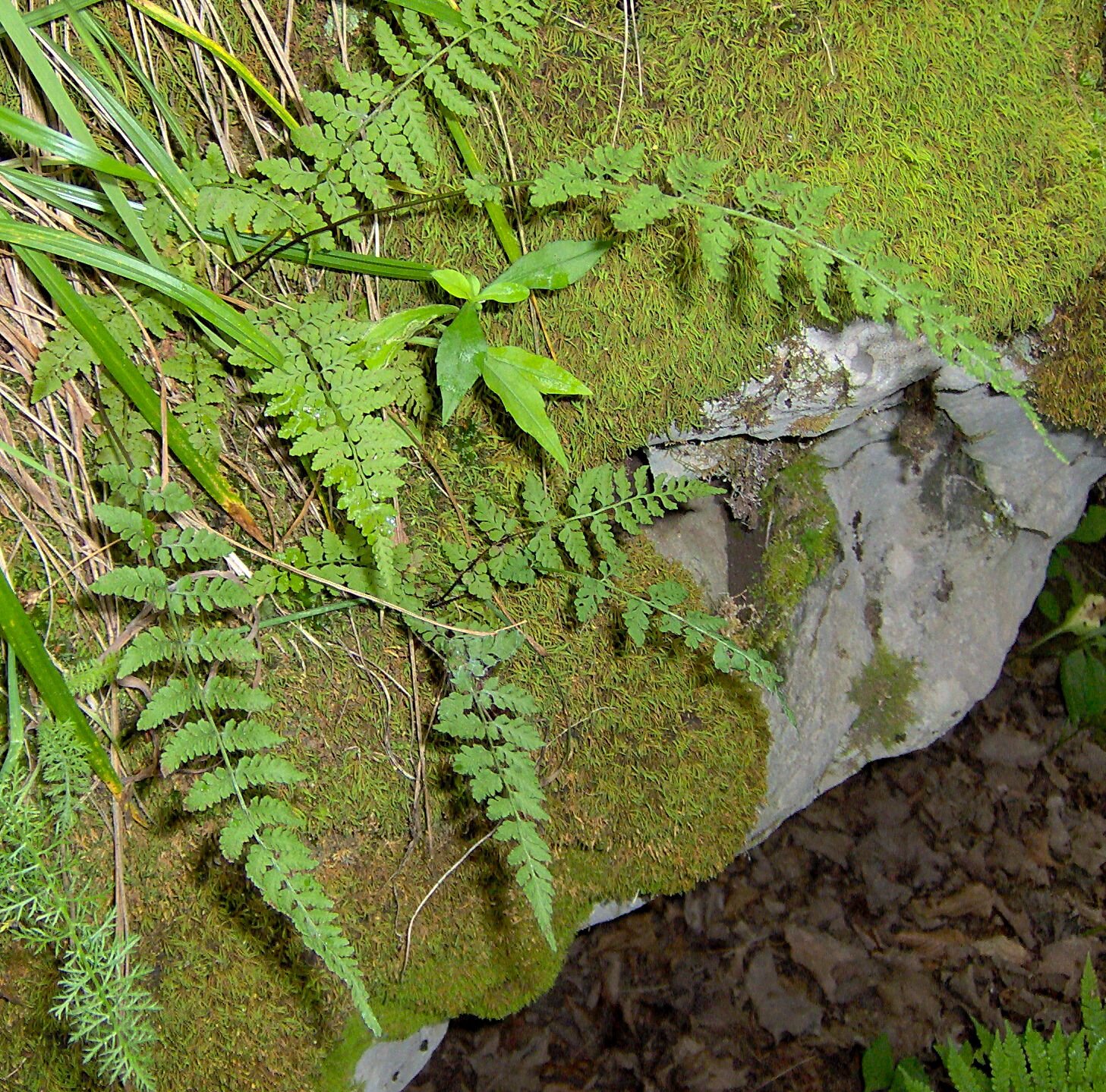 Blunt-lobe cliff fern tufts on a rock face