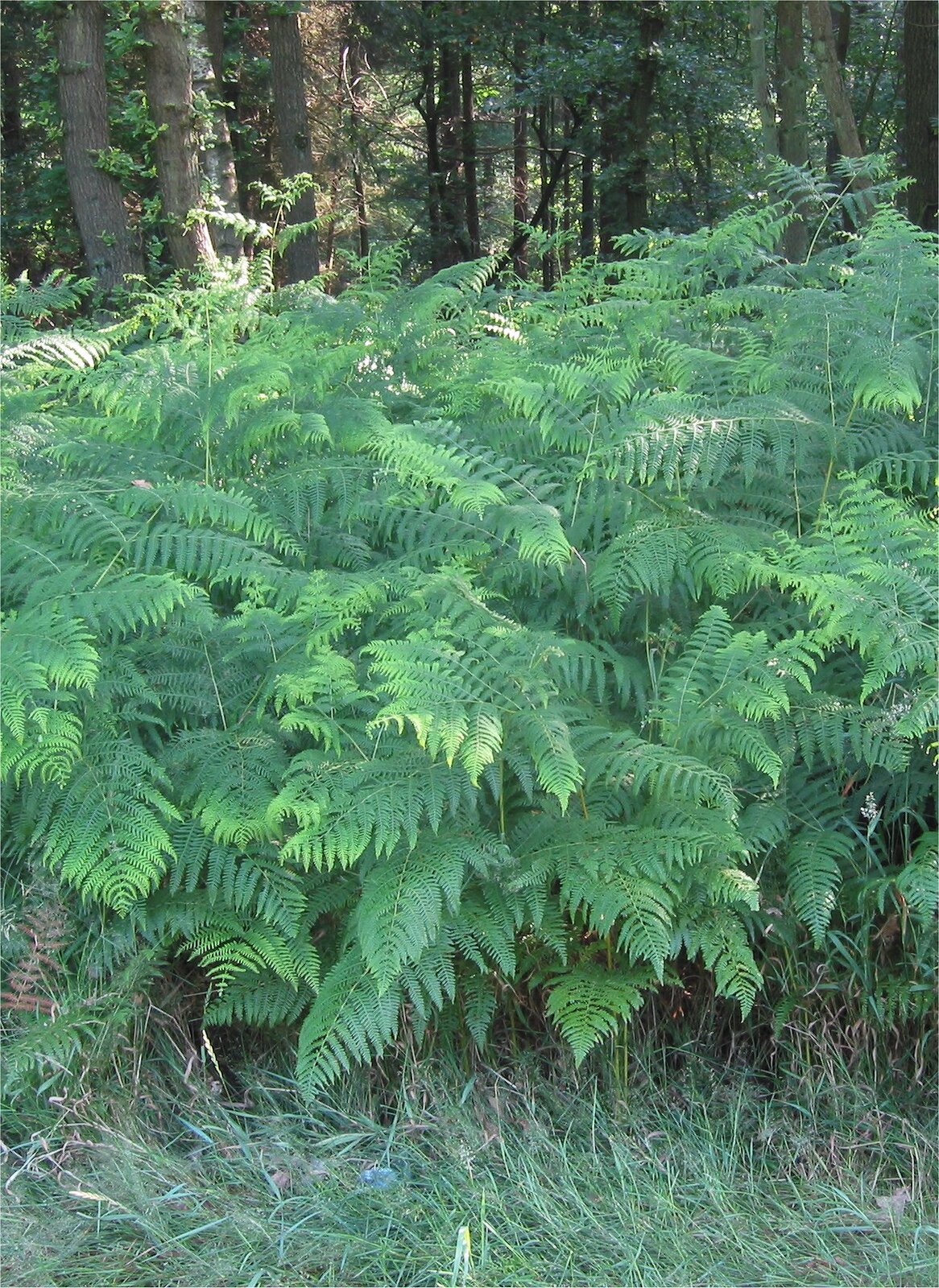 Bracken fern with broad triangular fronds