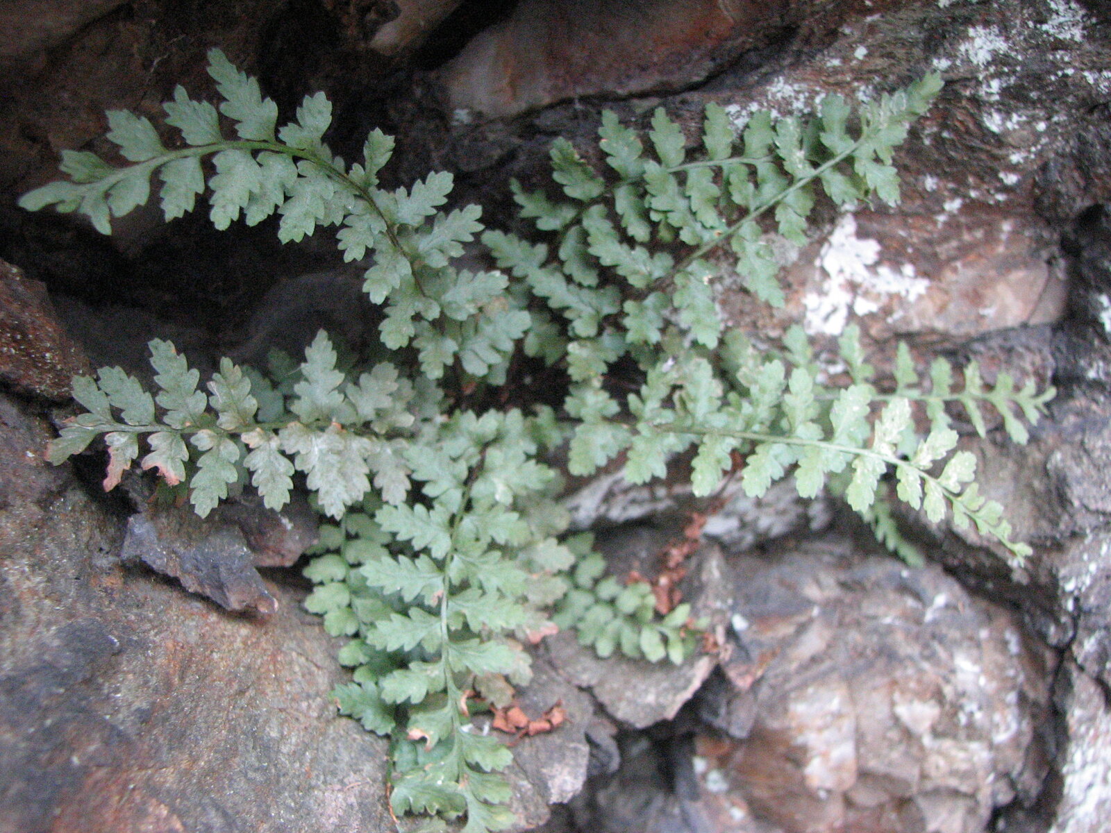 Bradley's spleenwort tufts on shaded rock