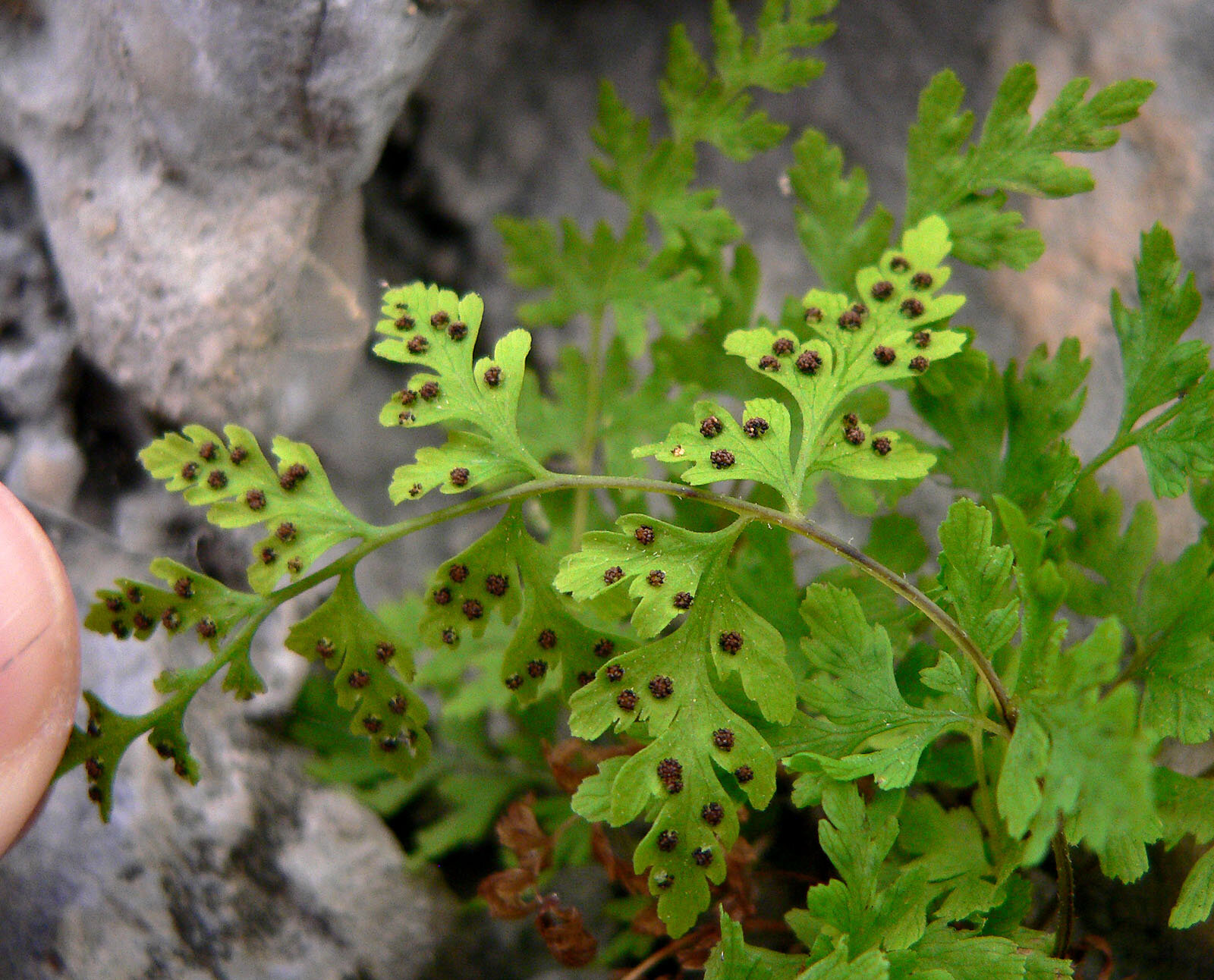 Brittle fern in a rocky crevice