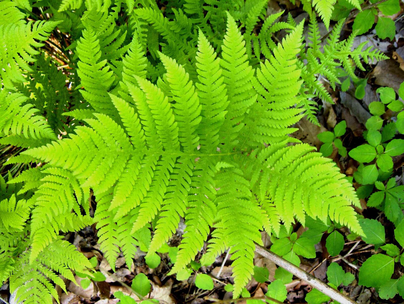 Broad beech fern with triangular frond and a flared lowest pinna pair