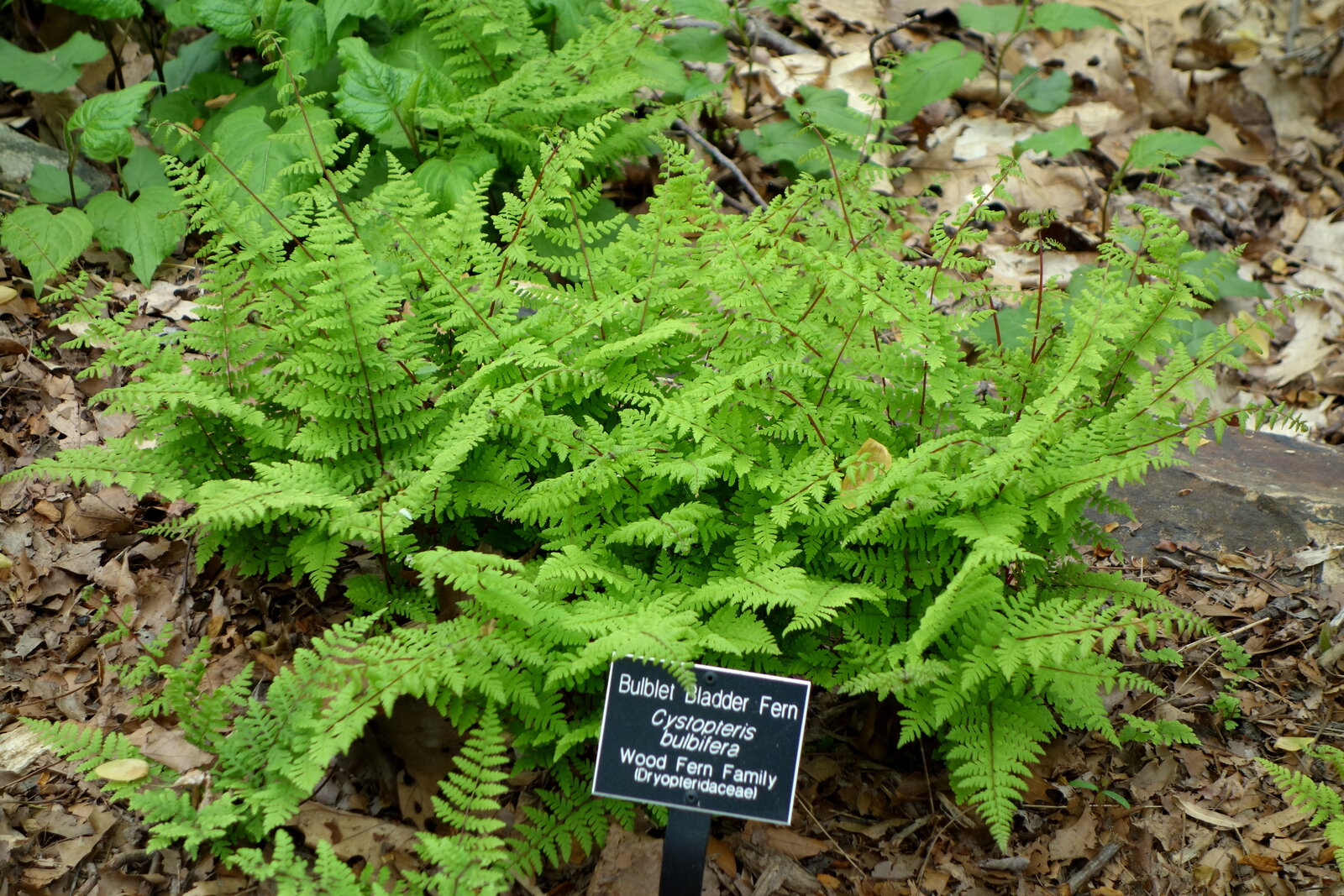 Bulblet bladder fern with long arching fronds and tiny bulblets
