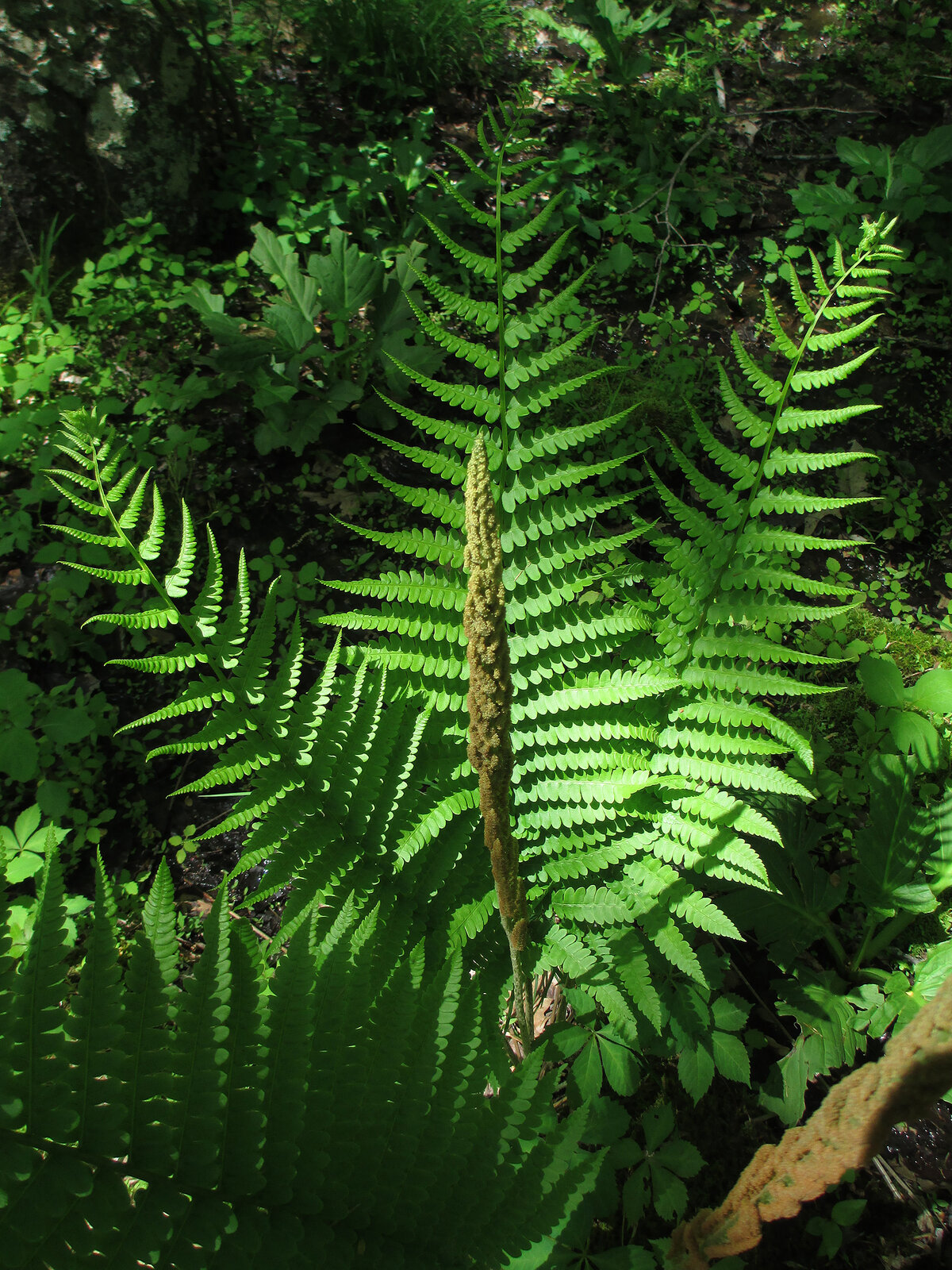 Cinnamon fern clump with a separate fertile frond covered in cinnamon-colored sporangia