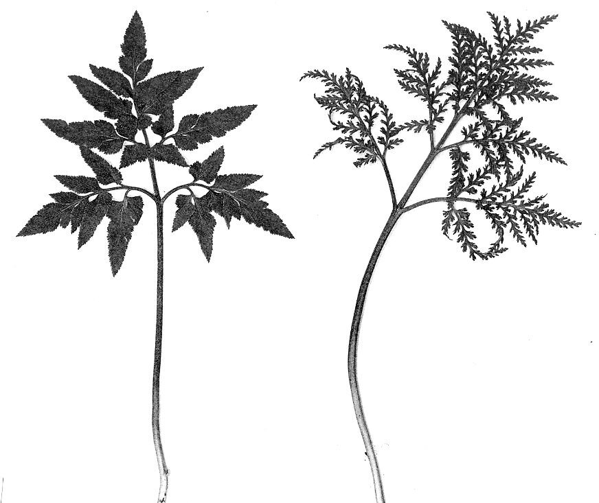 Dissected grape fern with finely cut bronze-tinted sterile pinna