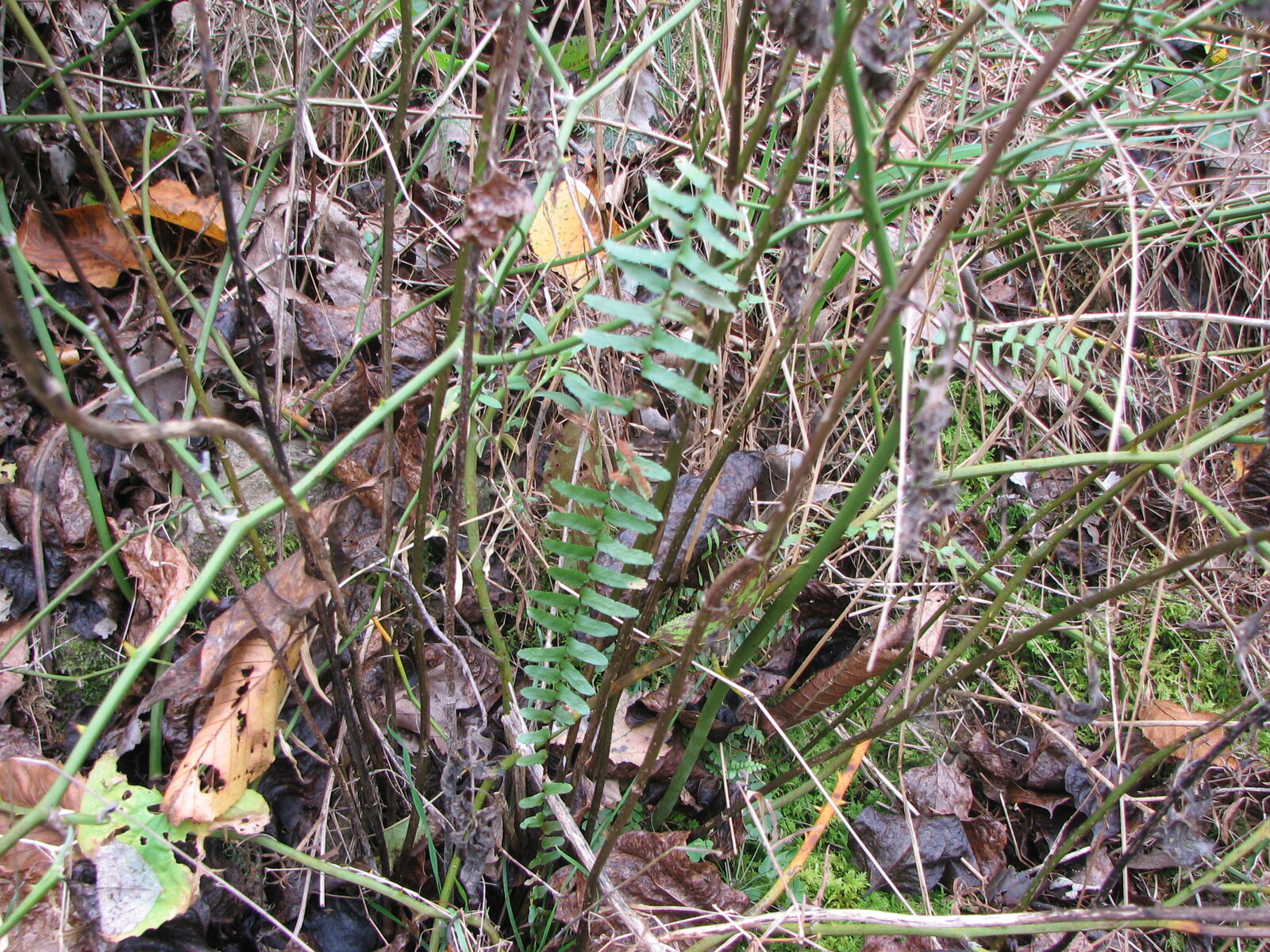 Ebony spleenwort with dark glossy stipe and asymmetric pinnae