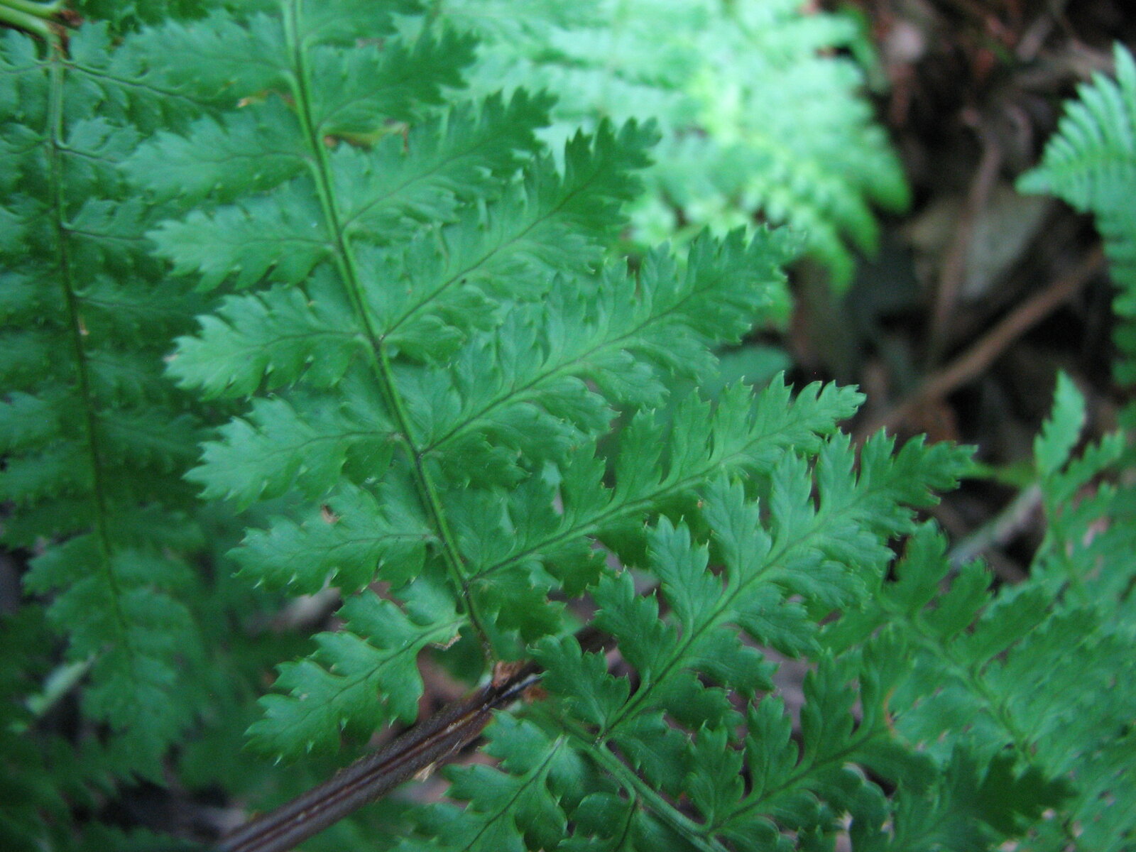 Fancy fern with finely divided lacy fronds