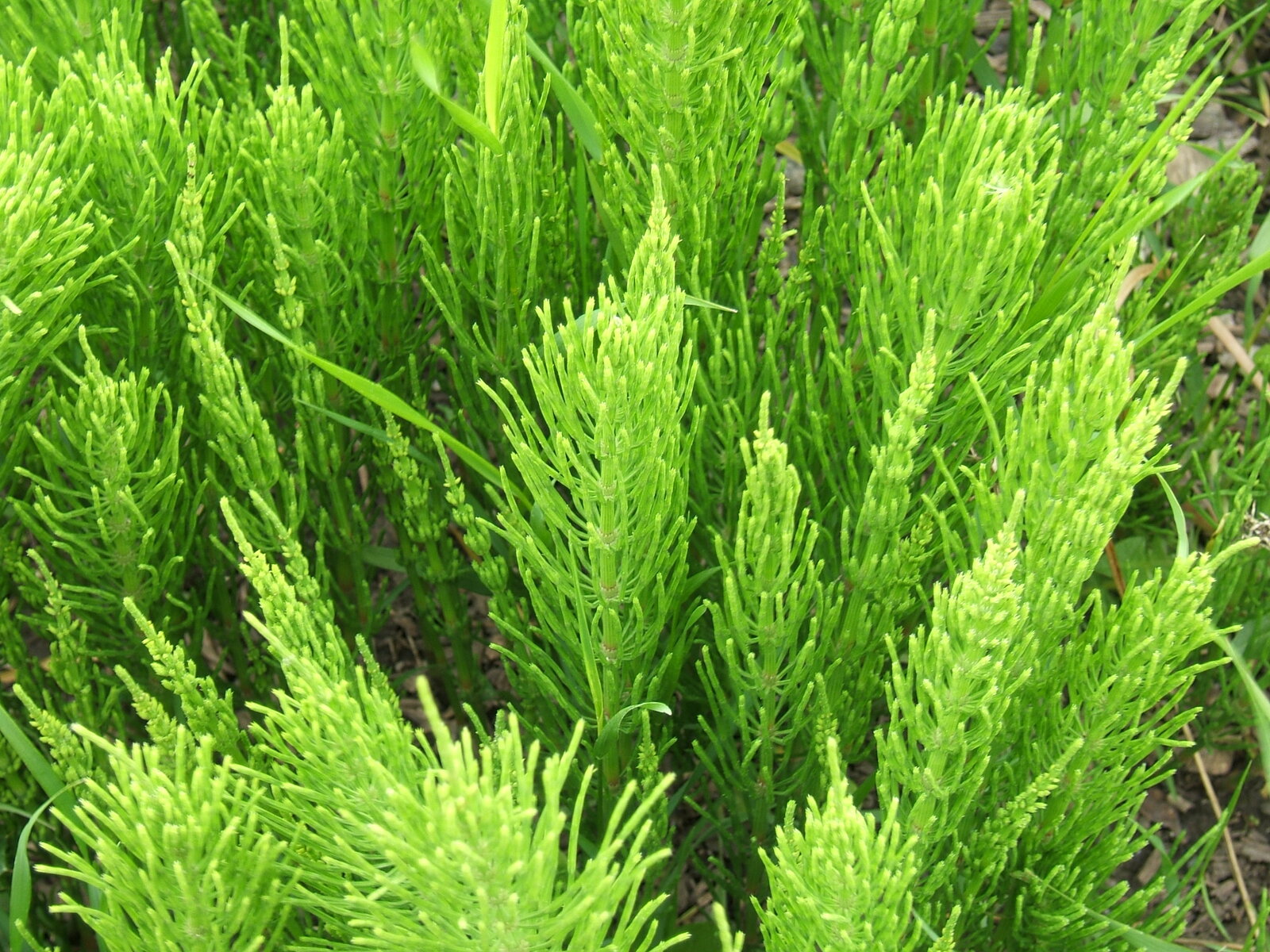 Field horsetail with whorls of green needle-like branches