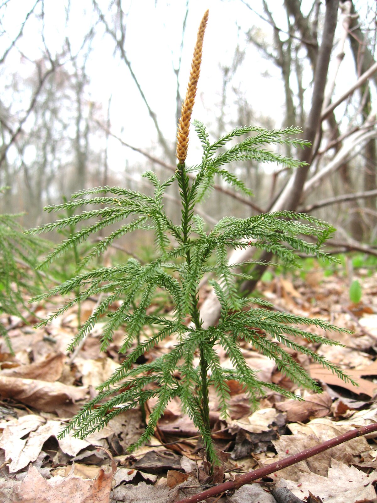 Flat-branched clubmoss with conifer-like upright shoots