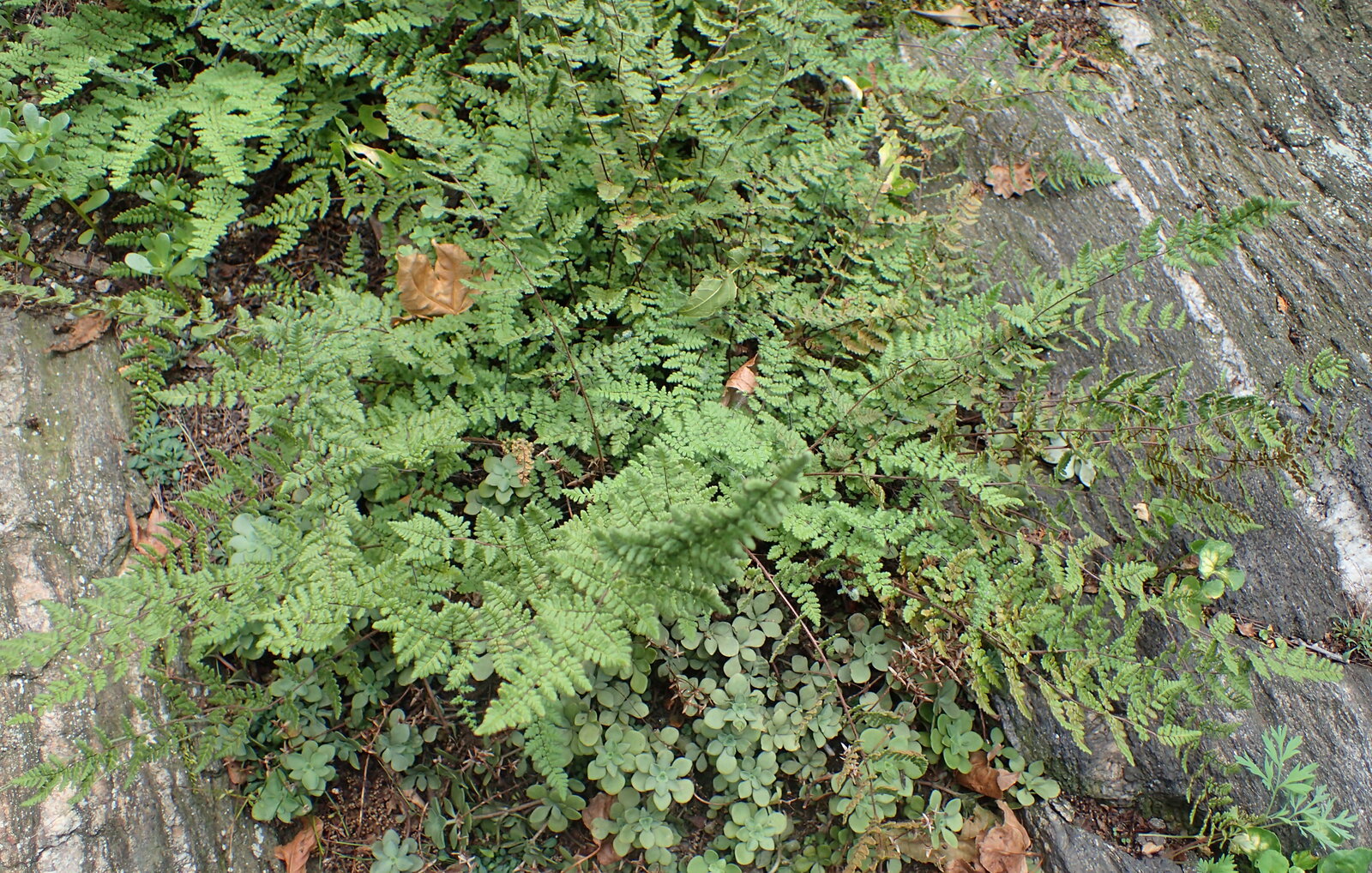 Hairy lip fern tufts with woolly fronds wedged in a rock crevice