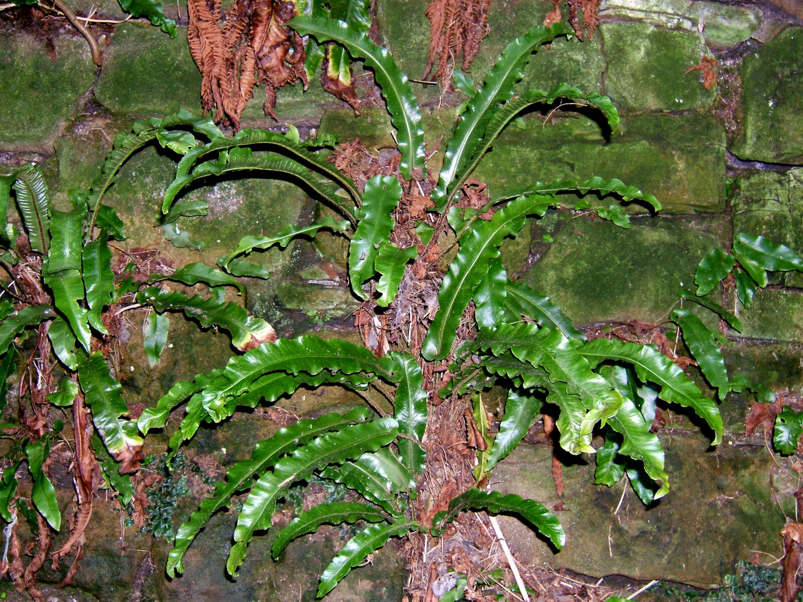 Hart's-tongue fern with long strap-shaped undivided fronds