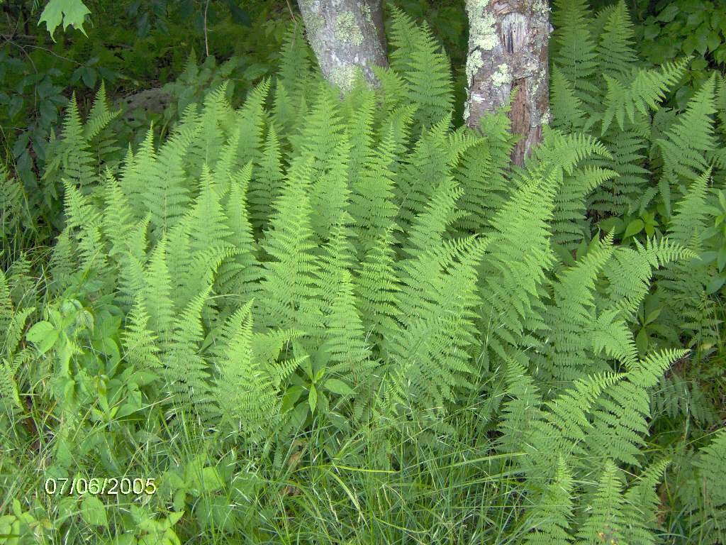 Hay-scented fern colony with pale yellow-green fronds