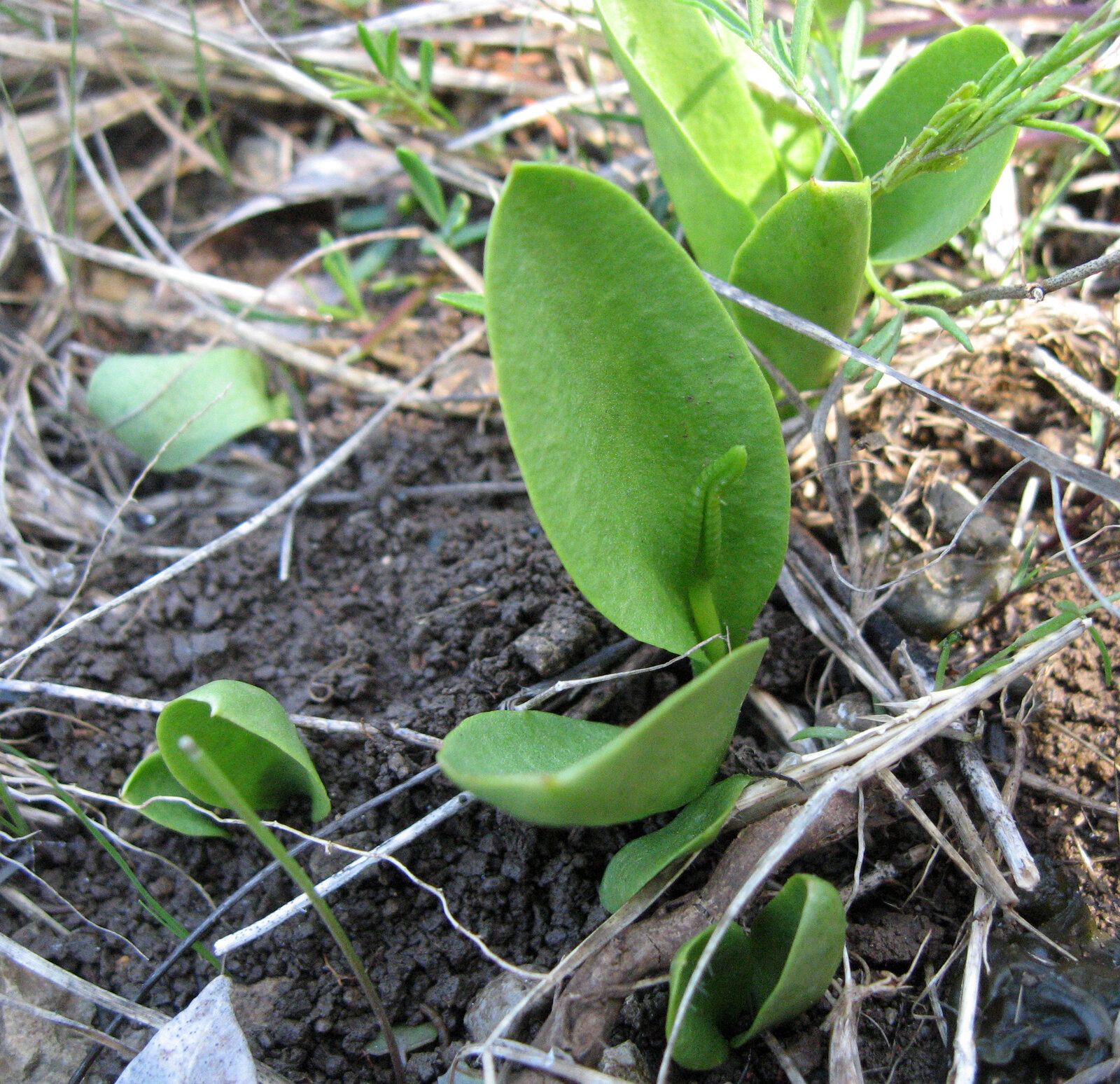 Limestone adder's-tongue with single oval sterile leaf and tall fertile spike