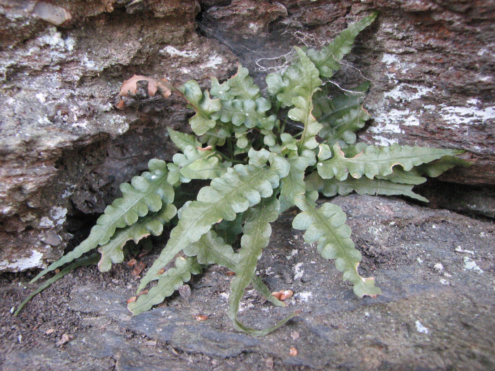 Lobed spleenwort with lobed frond and tapering tip