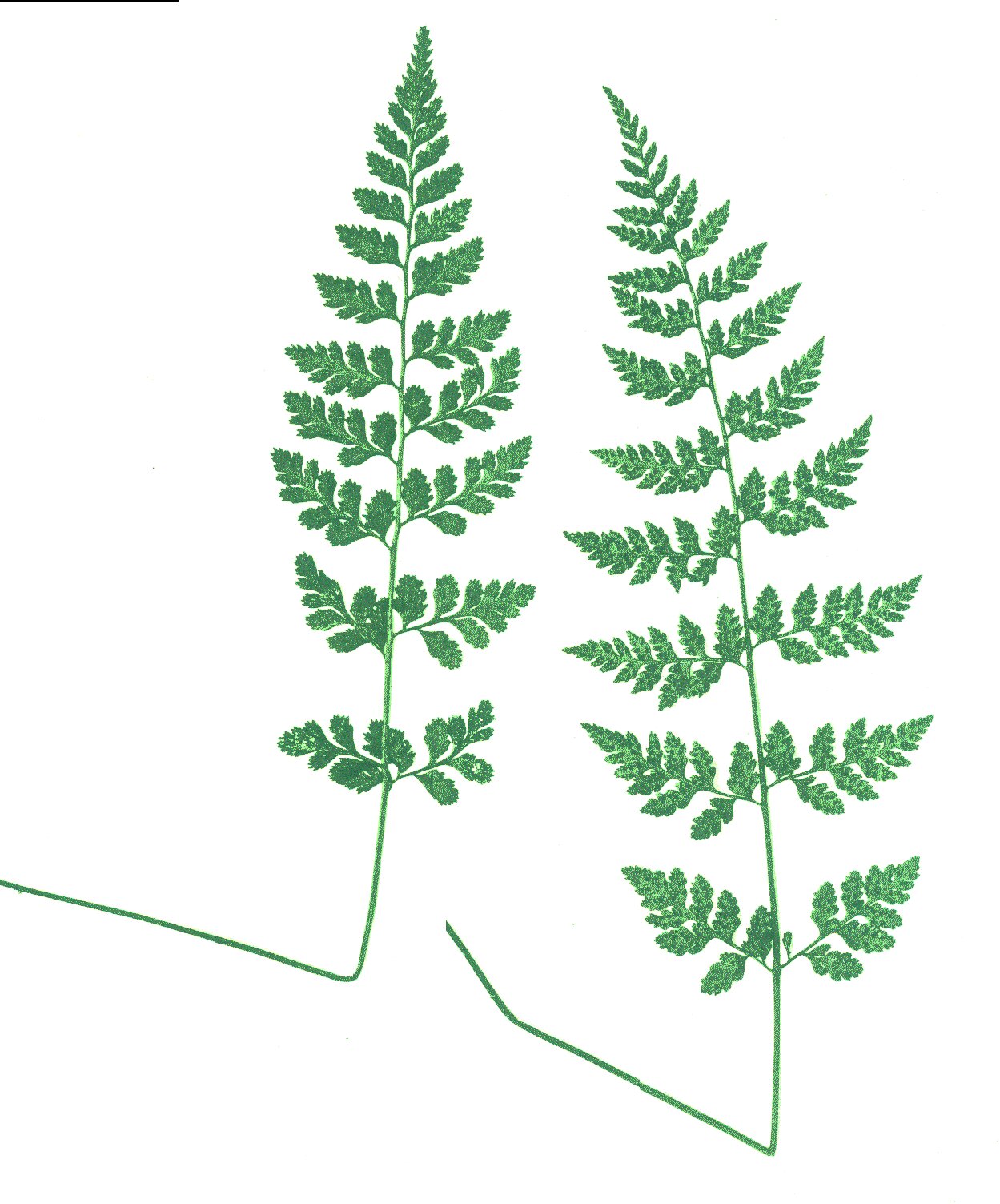 Lowland bladder fern with delicate spring fronds