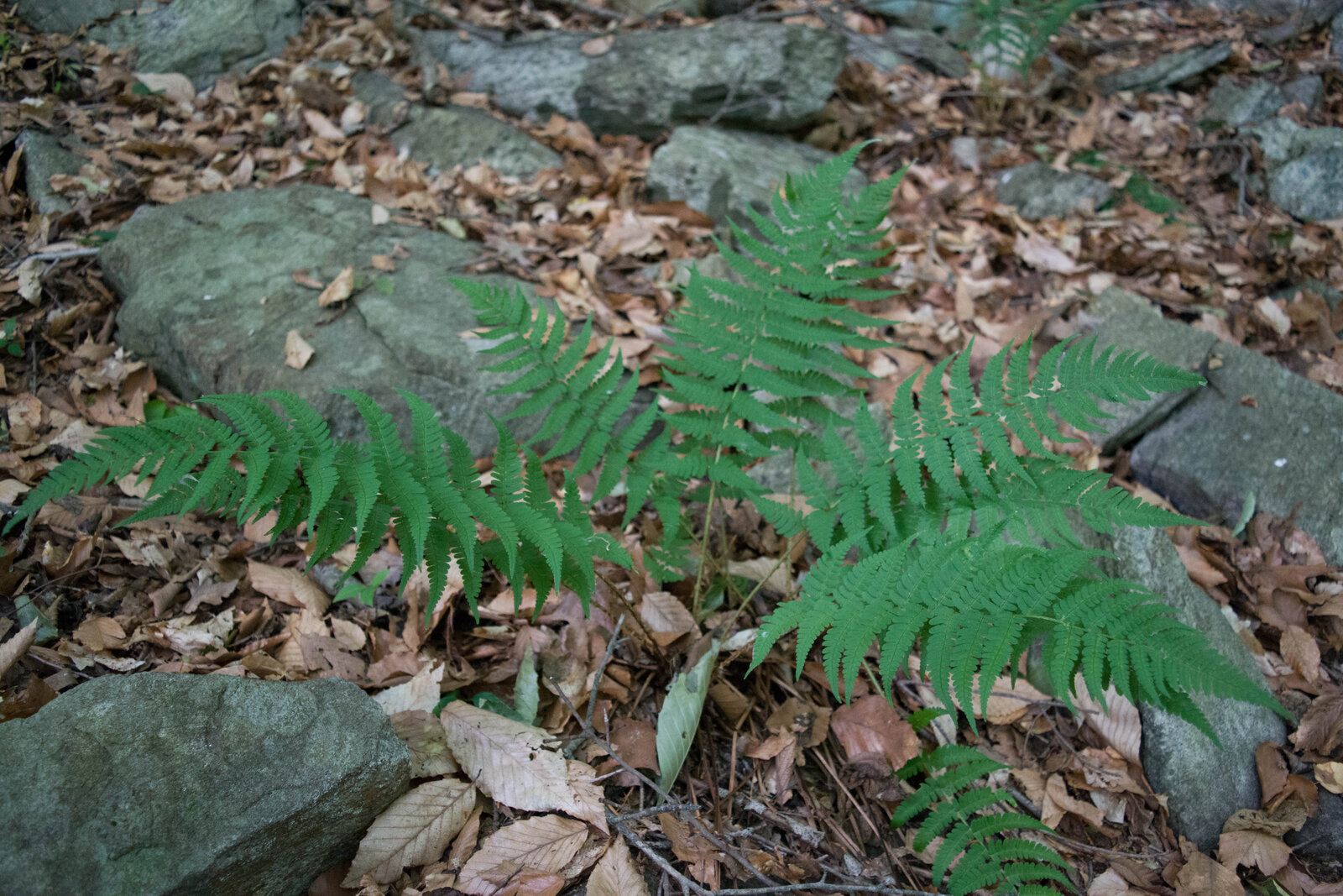Marginal wood fern crown with leathery evergreen fronds