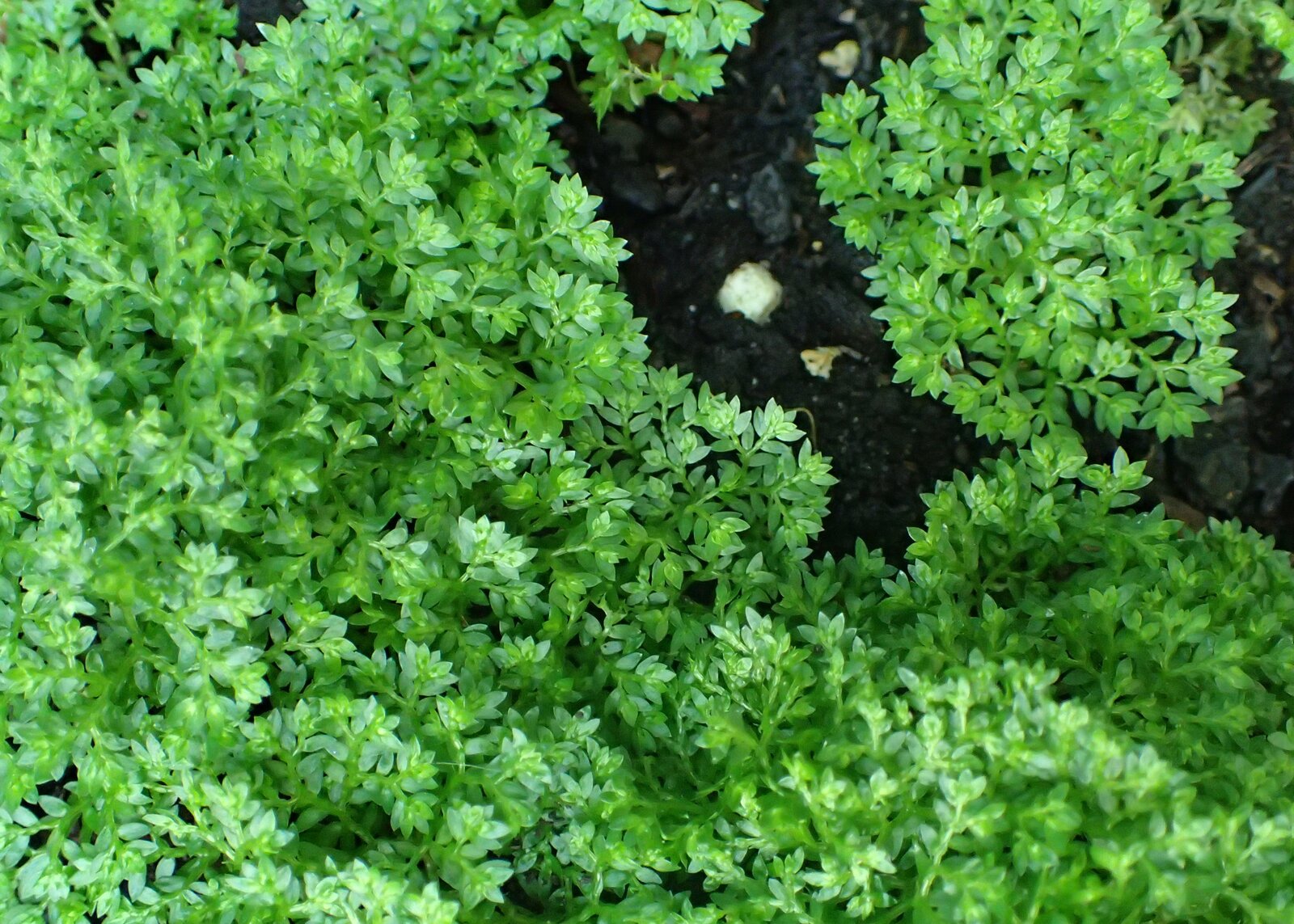 Meadow spikemoss with small flattened green shoots on damp soil