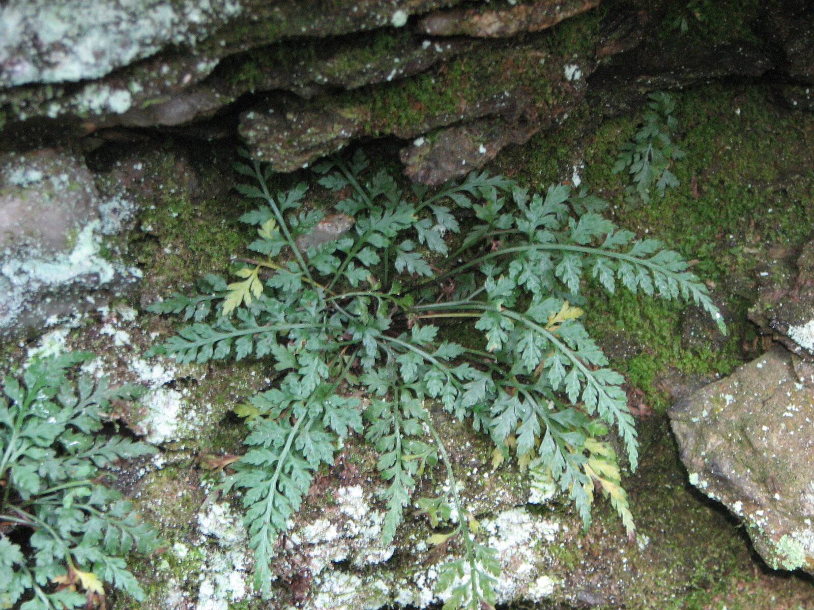 Mountain spleenwort tufts wedged into a sandstone crevice