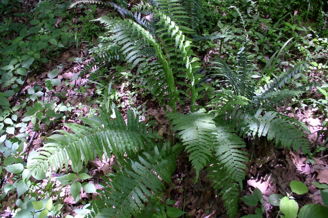 Narrowleaf gladefern with long unbranched pinnae