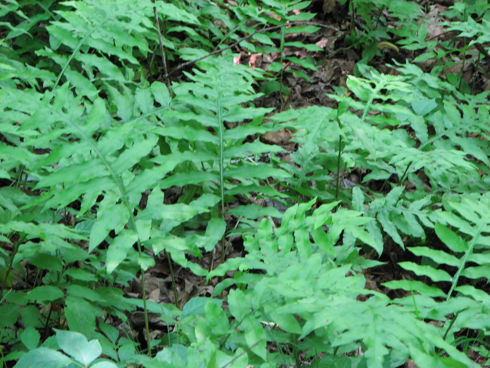 Netted chain fern sterile frond with broad pinnae and netted venation