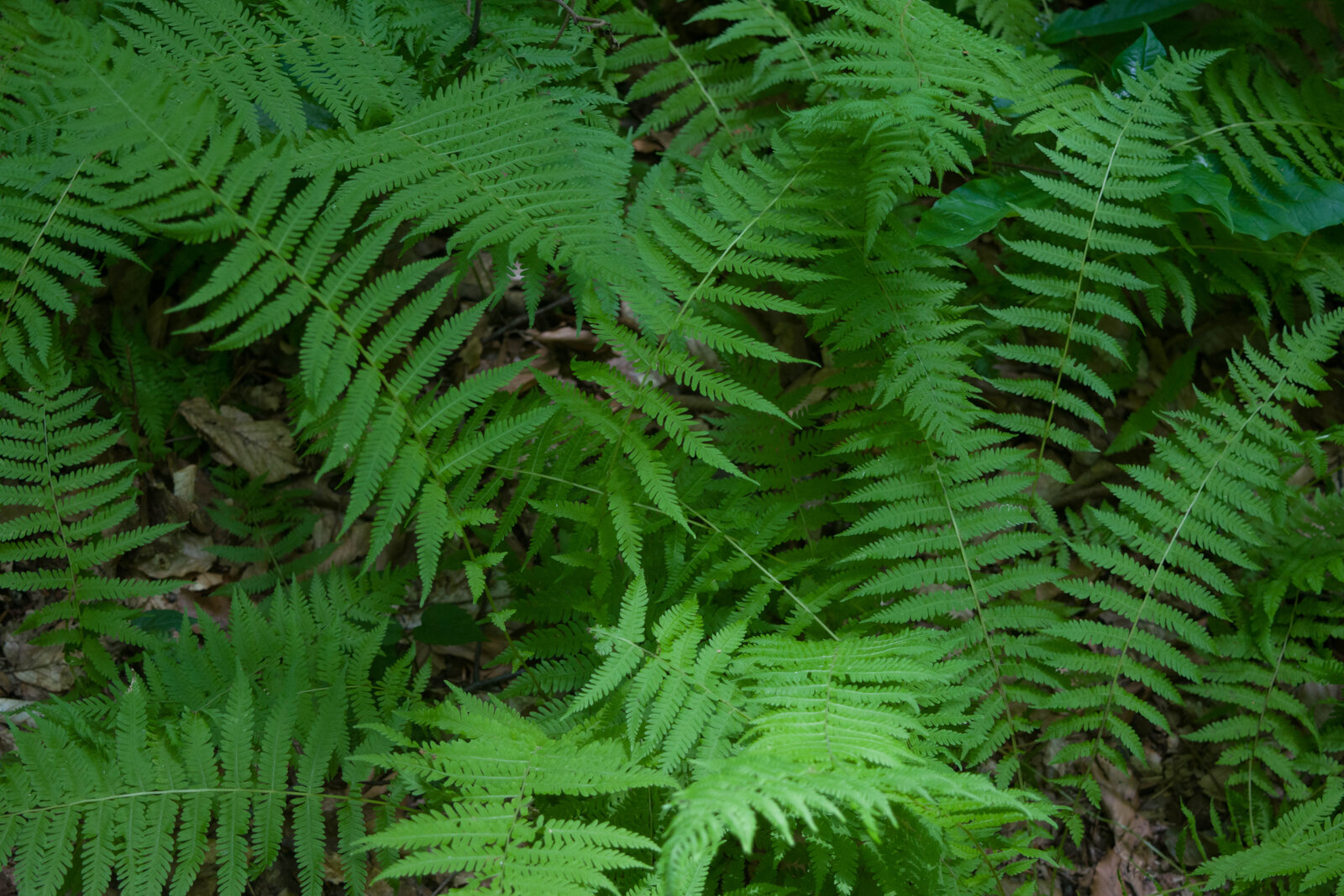 New York fern in a colony, fronds tapering at both ends