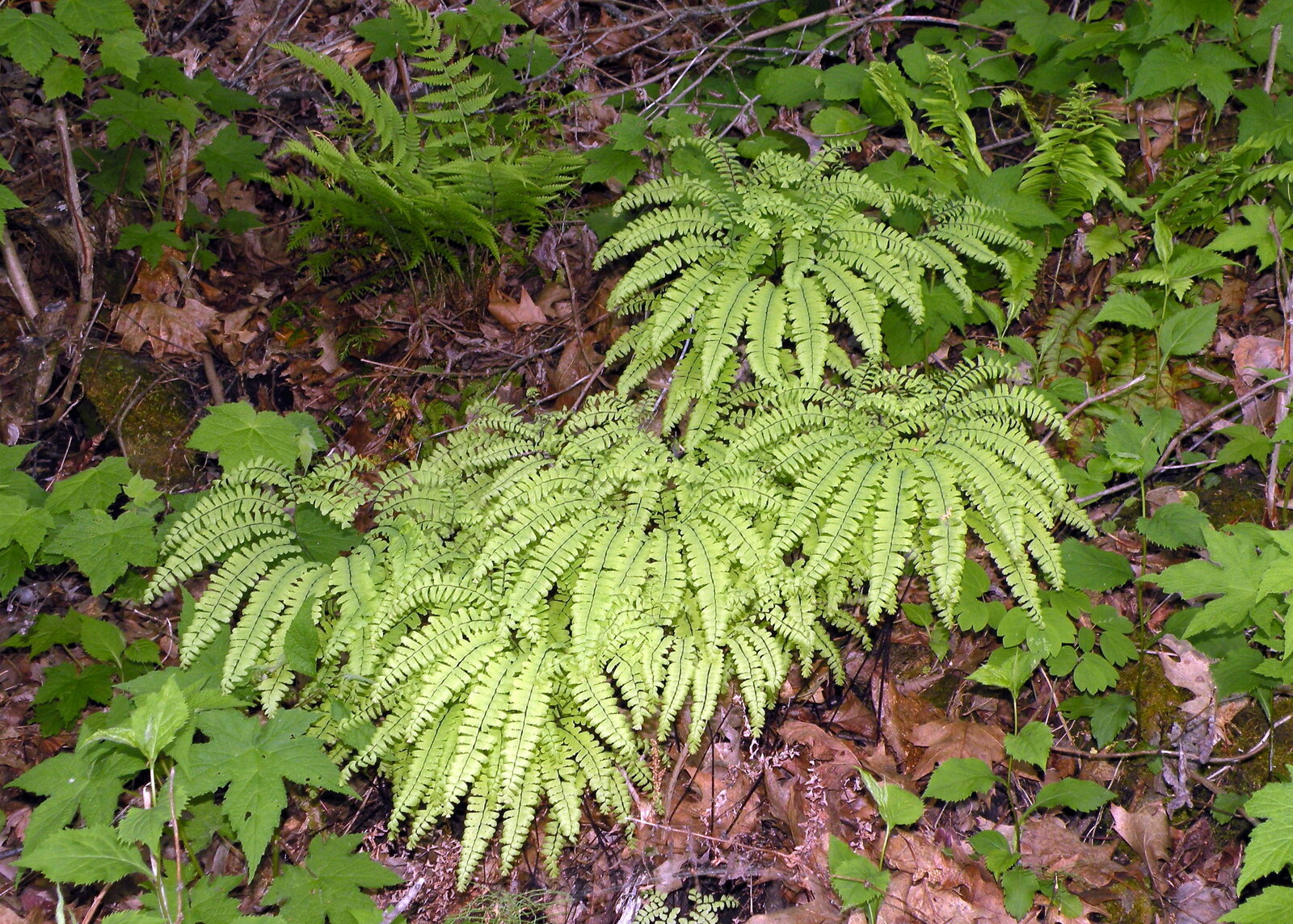 Northern maidenhair fern with fan-shaped whorls of fronds on dark wiry stems
