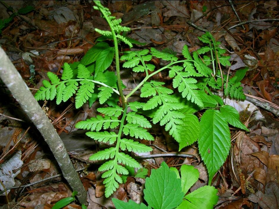 Rattlesnake fern with sterile triangular blade and fertile spike rising above