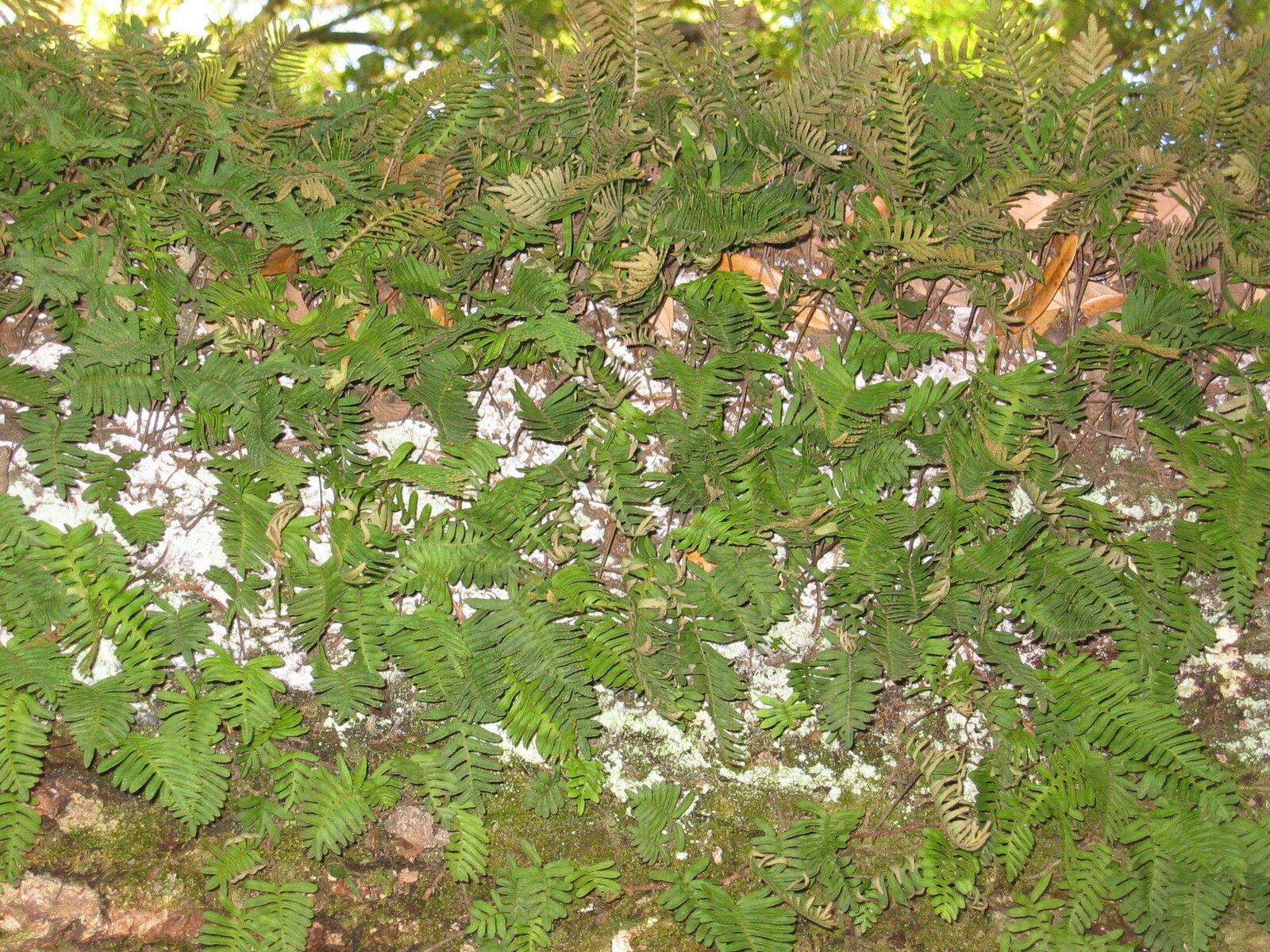 Resurrection fern on the bark of a hardwood limb, fronds curled dry