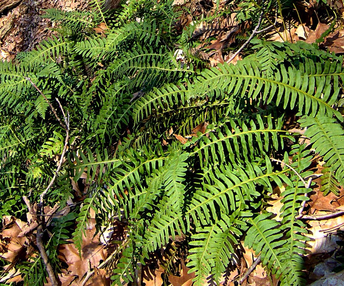Rock polypody mat on a mossy boulder