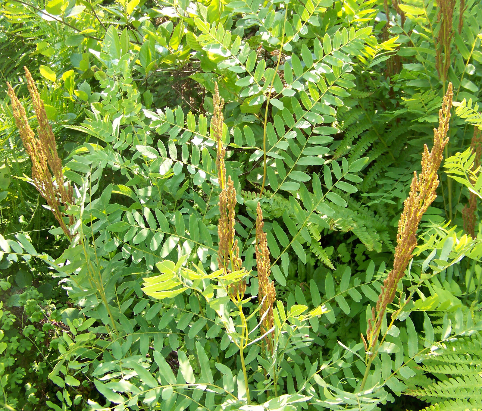 Royal fern with twice-divided fronds and a fertile panicle at the tip