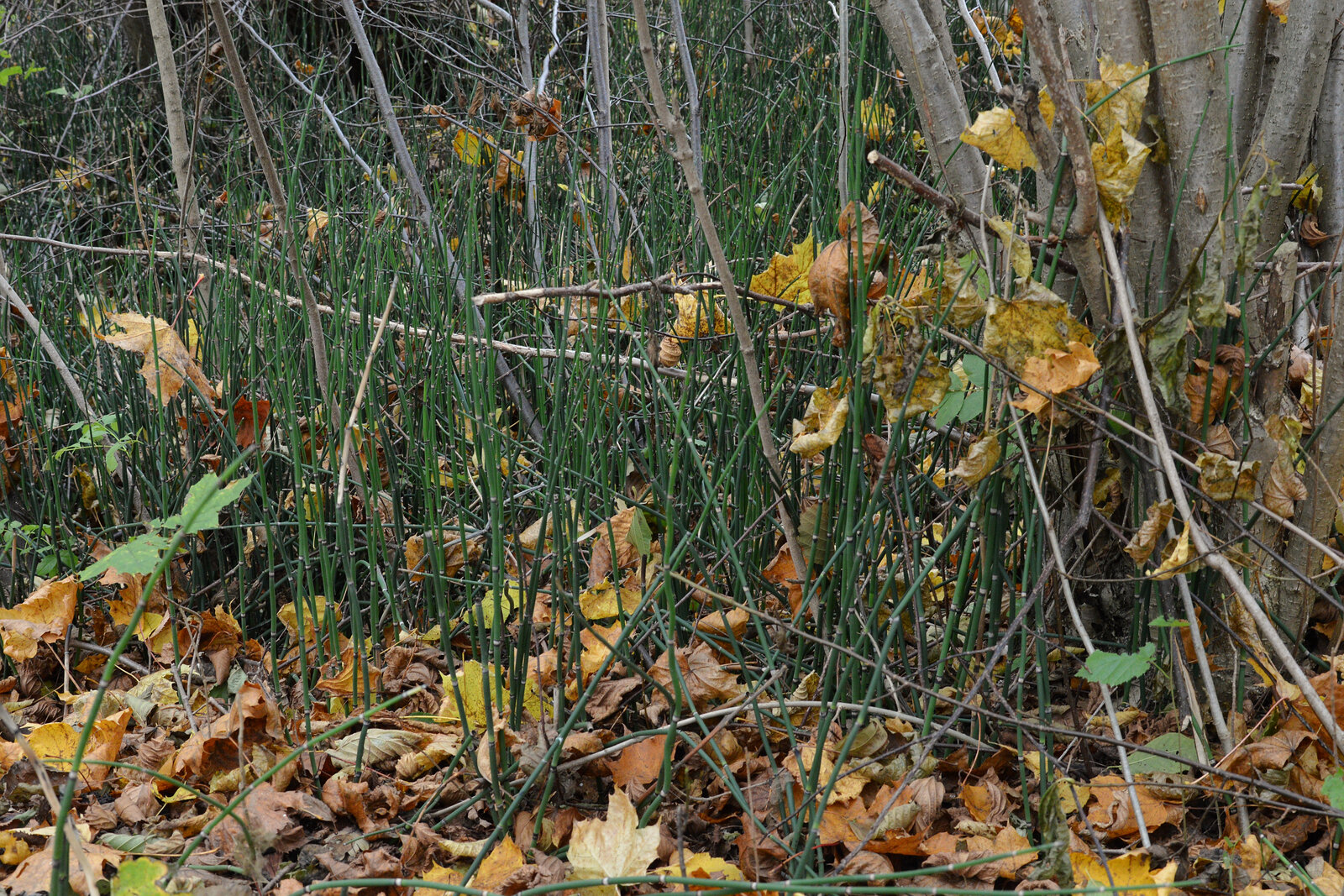 Scouring rush with stiff evergreen unbranched green stems