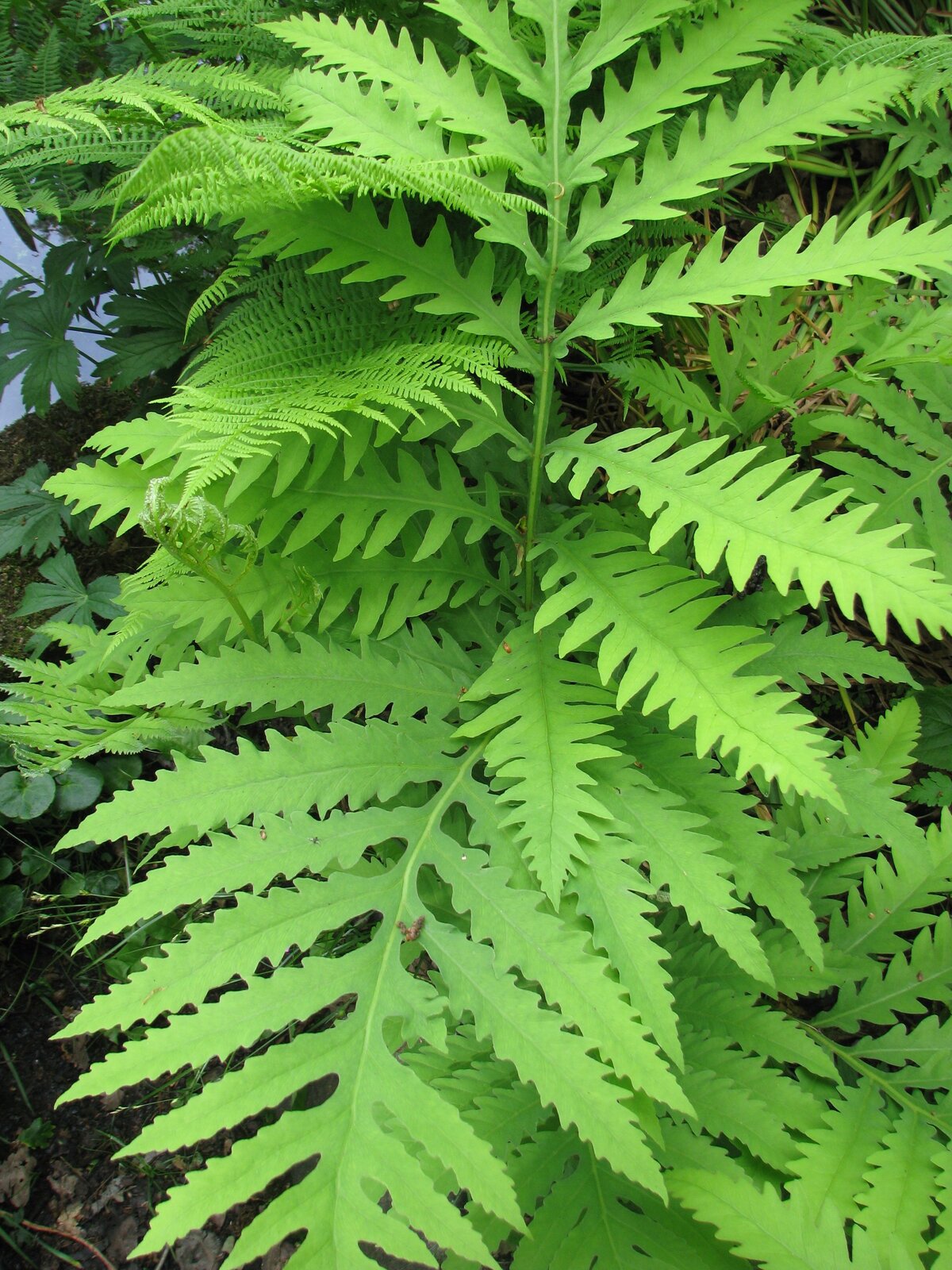 Sensitive fern with broad pinnatifid sterile frond and bead-like fertile frond
