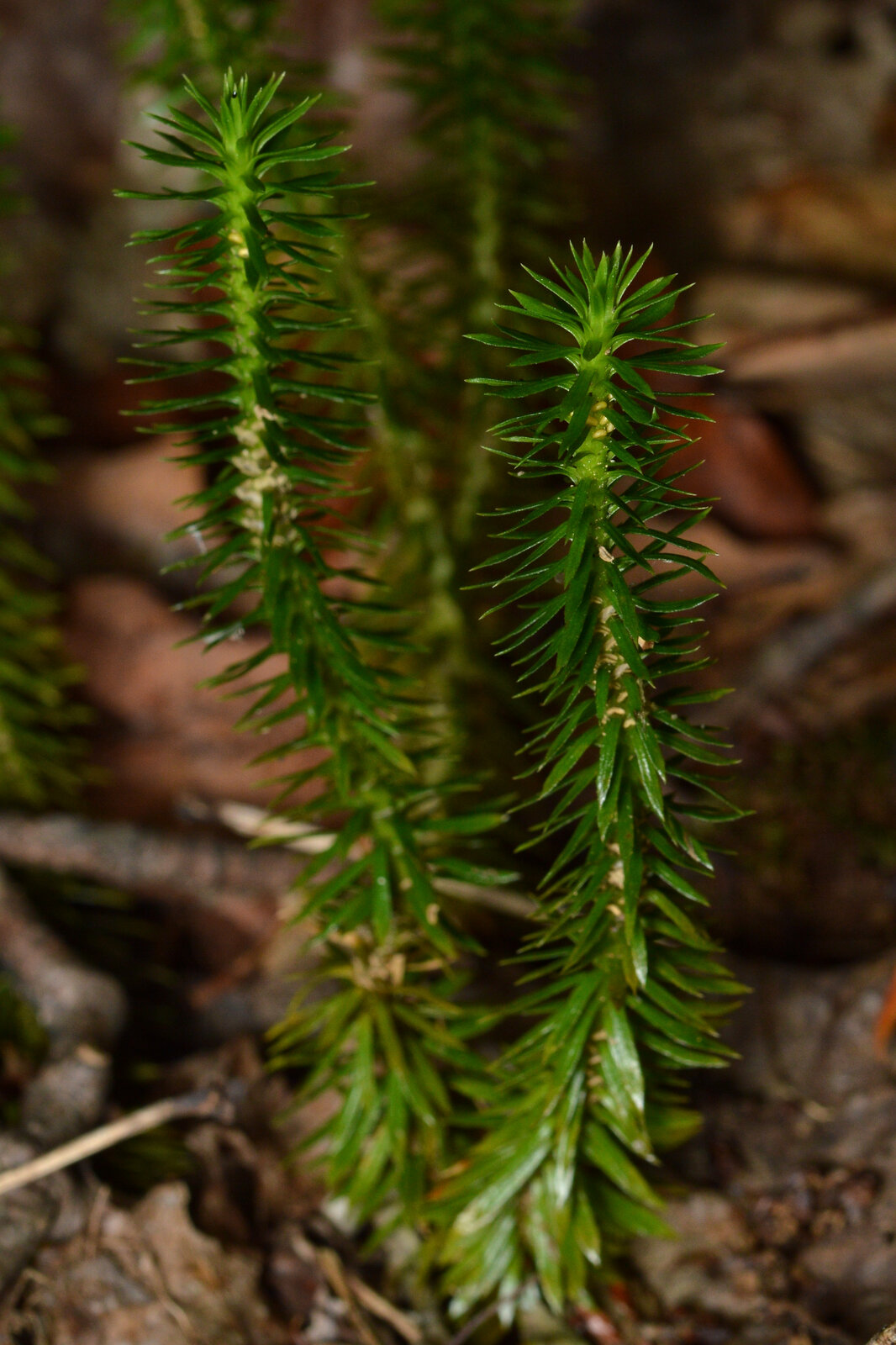 Shining clubmoss with glossy upright leafy shoots