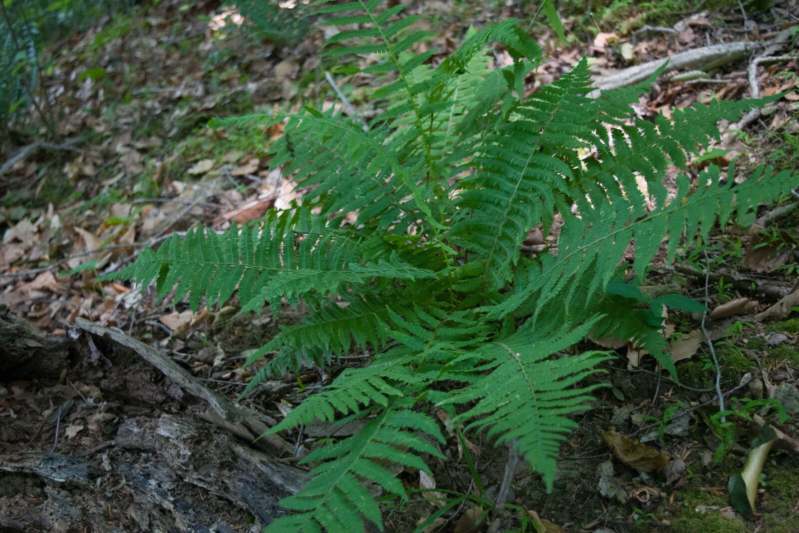 Silvery glade fern with linear sori giving a silvery sheen to the underside