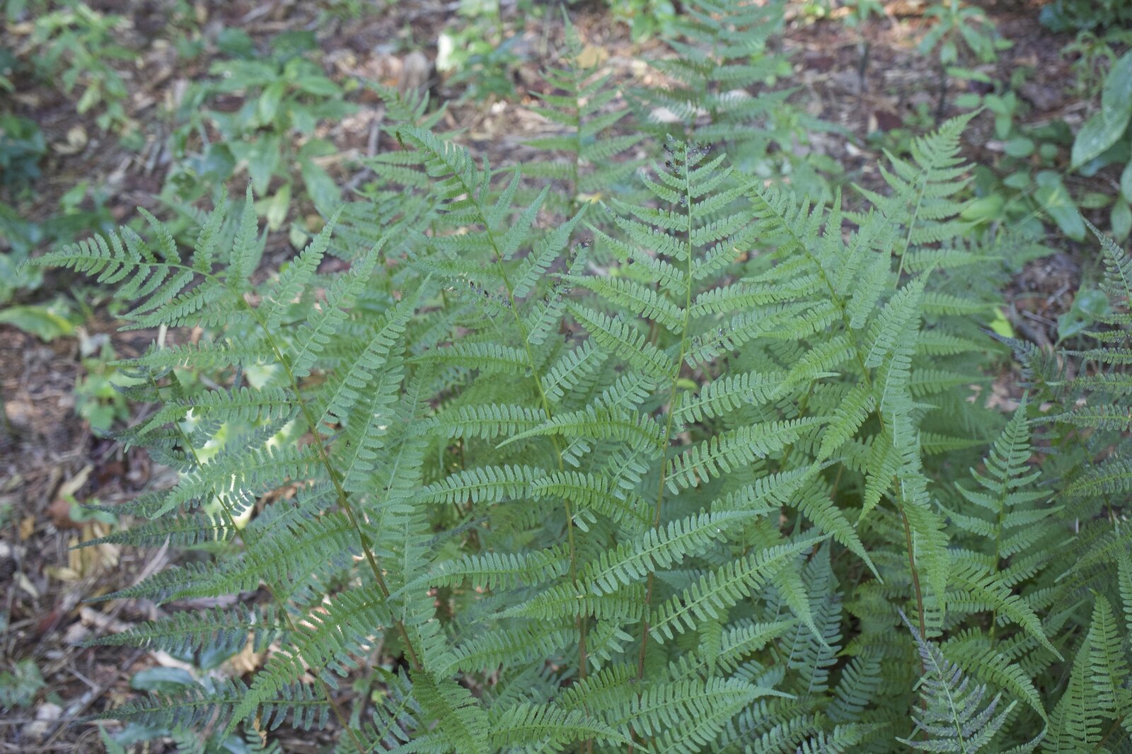 Southern lady fern with finely divided pale-green fronds