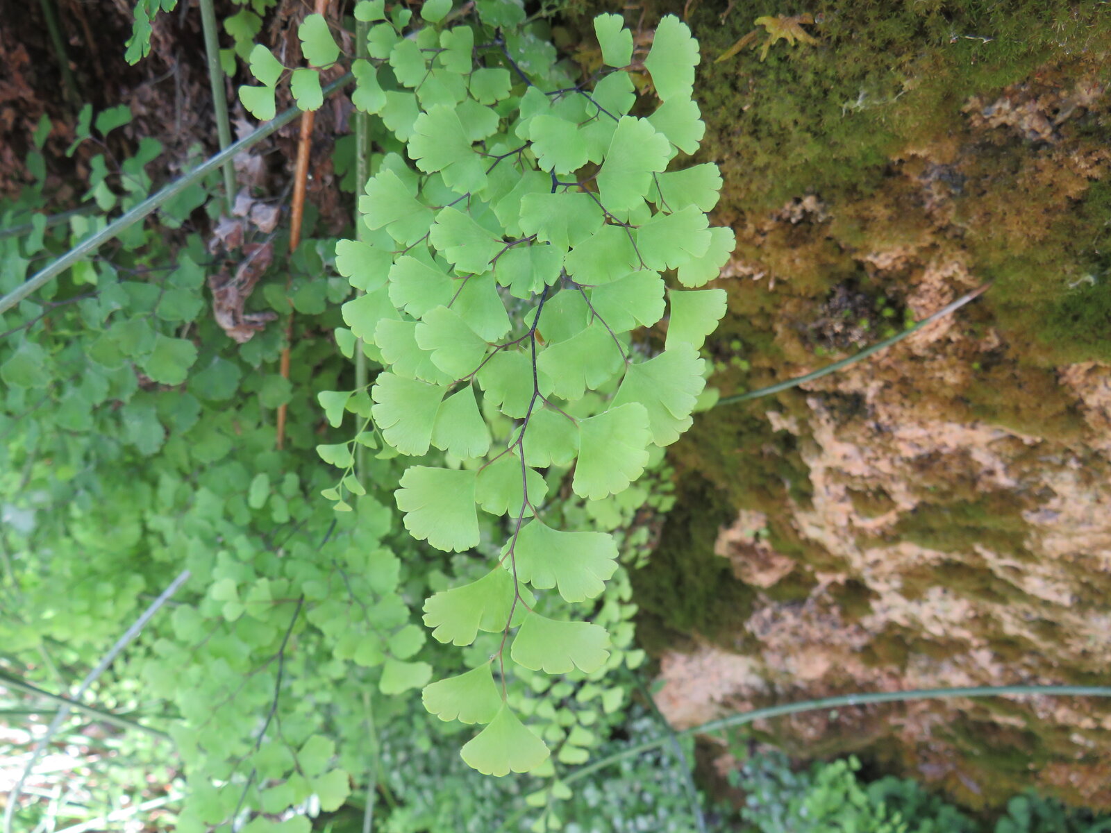 Southern maidenhair fern with pendant fronds dripping from a calcareous wet wall