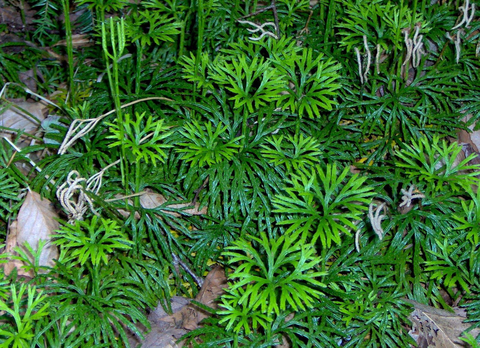 Southern running cedar with horizontal fan-like sprays