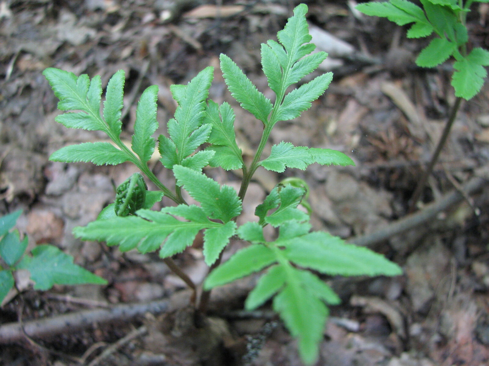 Sparse-lobe grape fern with sterile leathery pinna and fertile grape-like spike