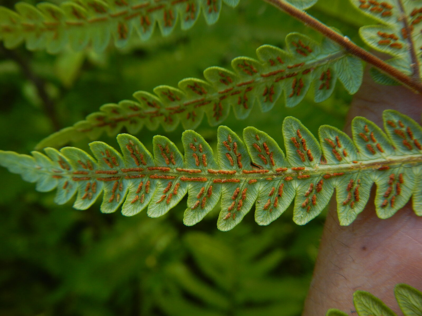 Virginia chain fern with tall once-pinnate-pinnatifid fronds